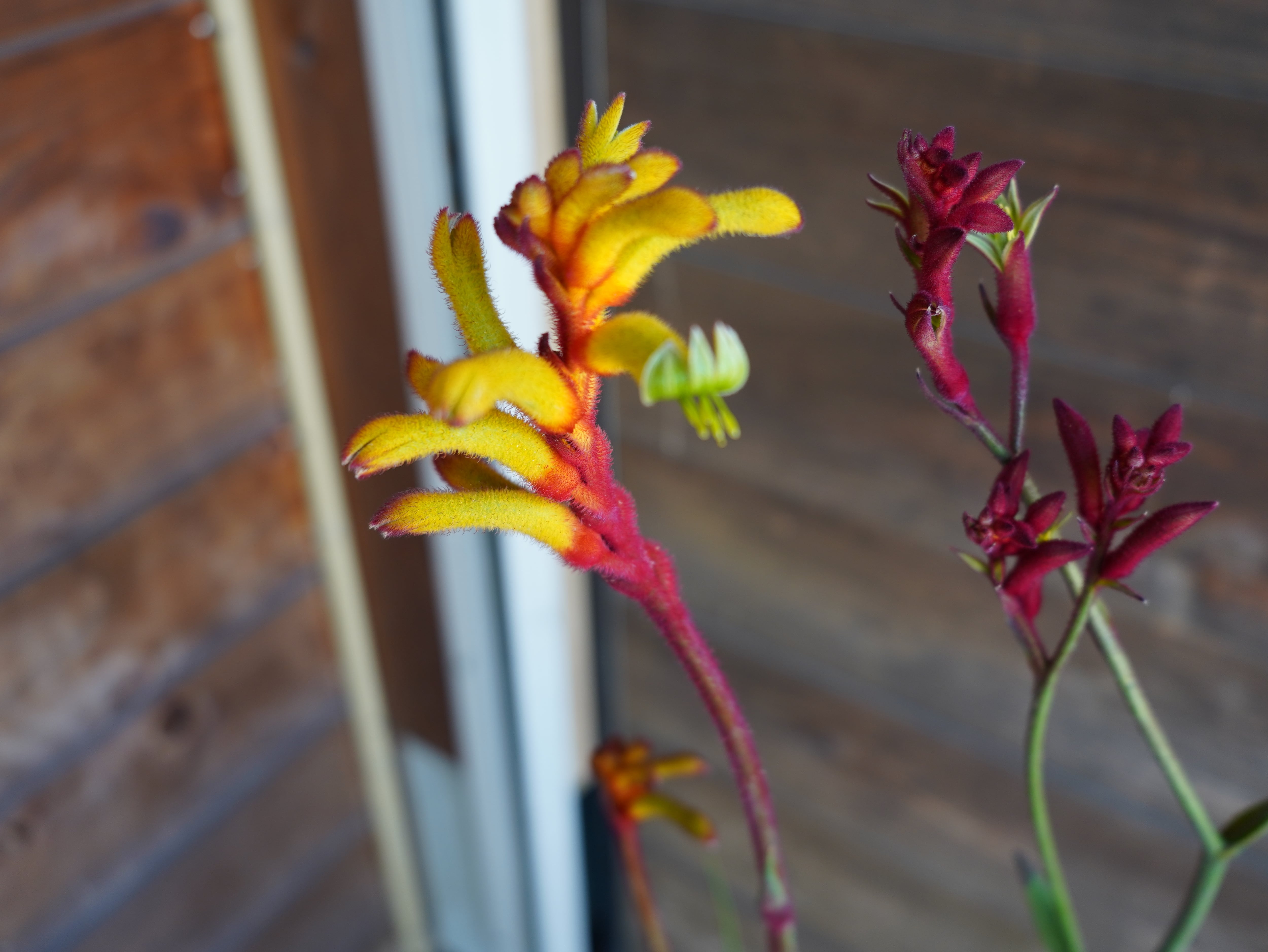 【現物】カンガルーポー Bセット(3色セット)