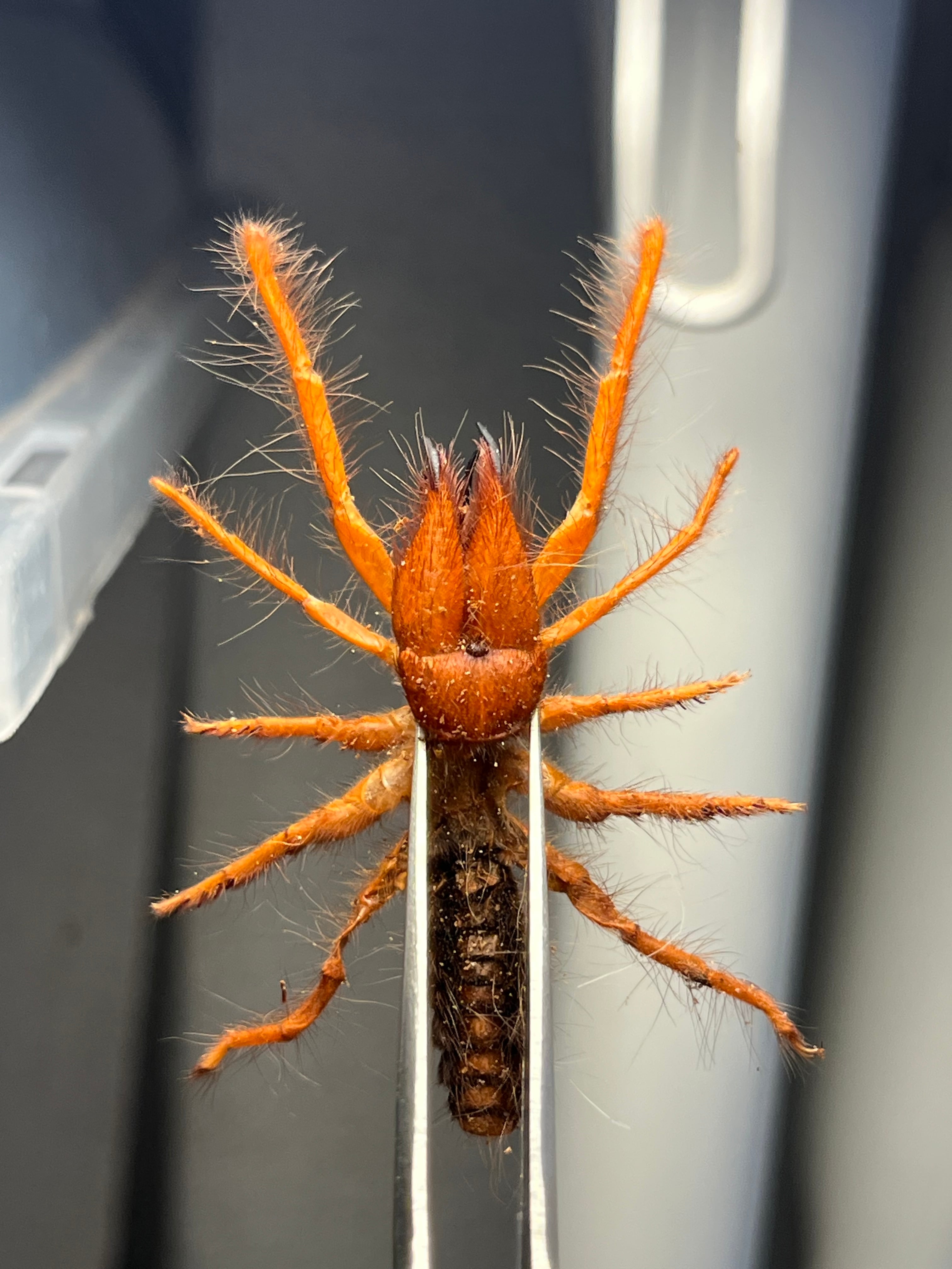 ブラッドレッドヒヨケムシ Dinorhax rostrumpsittaci 奇蟲標本 標本