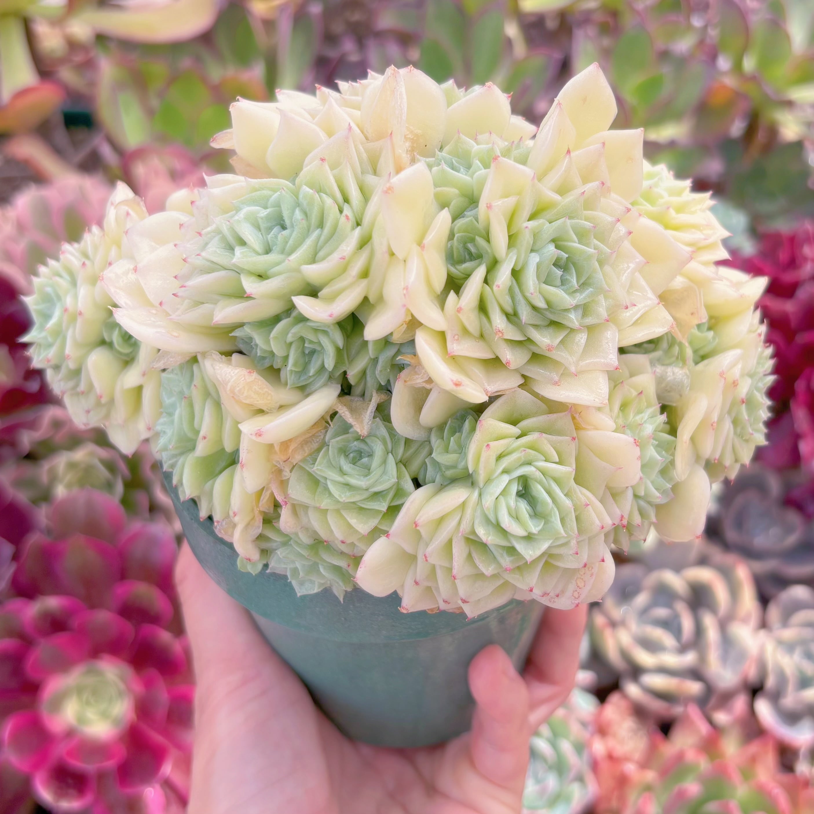 現品　 ホワイトスワン#D11　群生　新入荷　るる農園