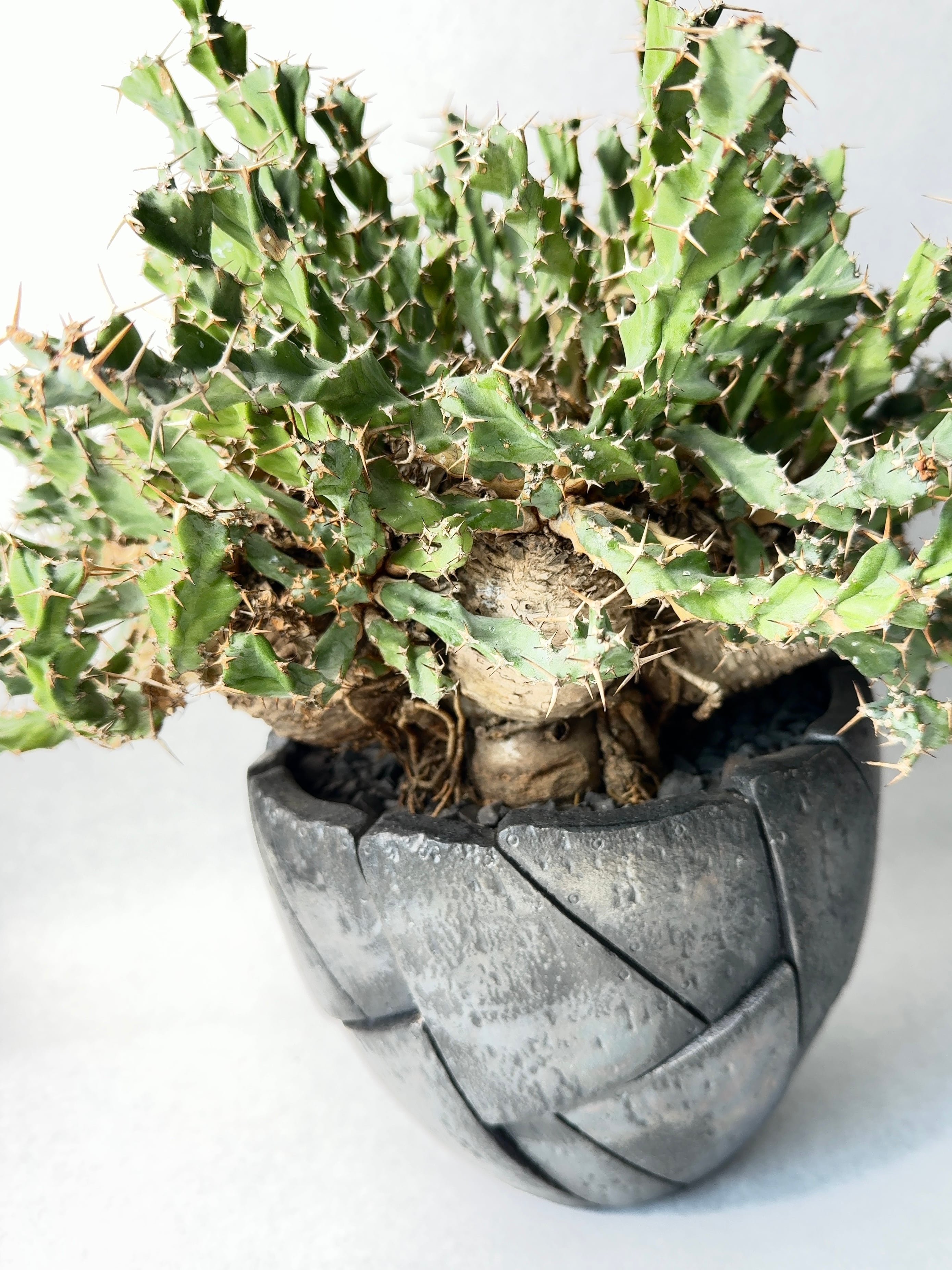 ユーフォルビア・クラビゲラ | trigger