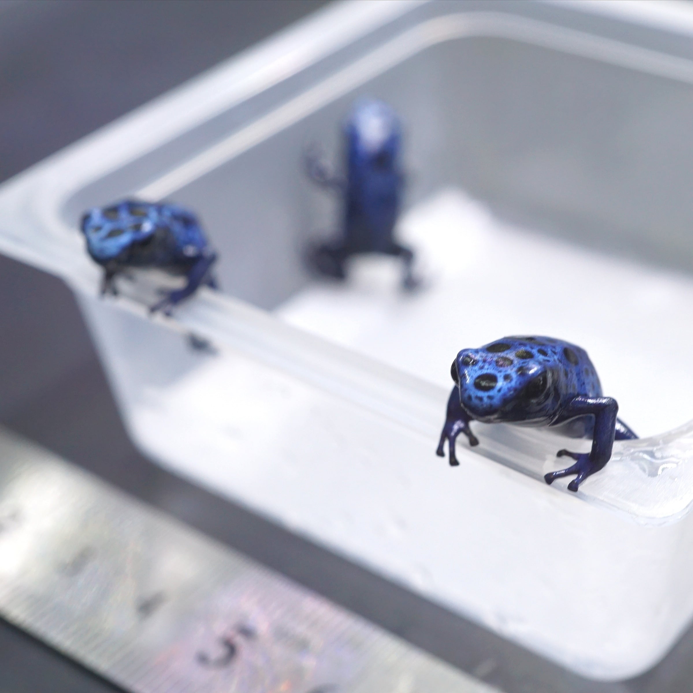コバルトヤドクガエル Dendrobates azureus | ブルーゲッコーラボ