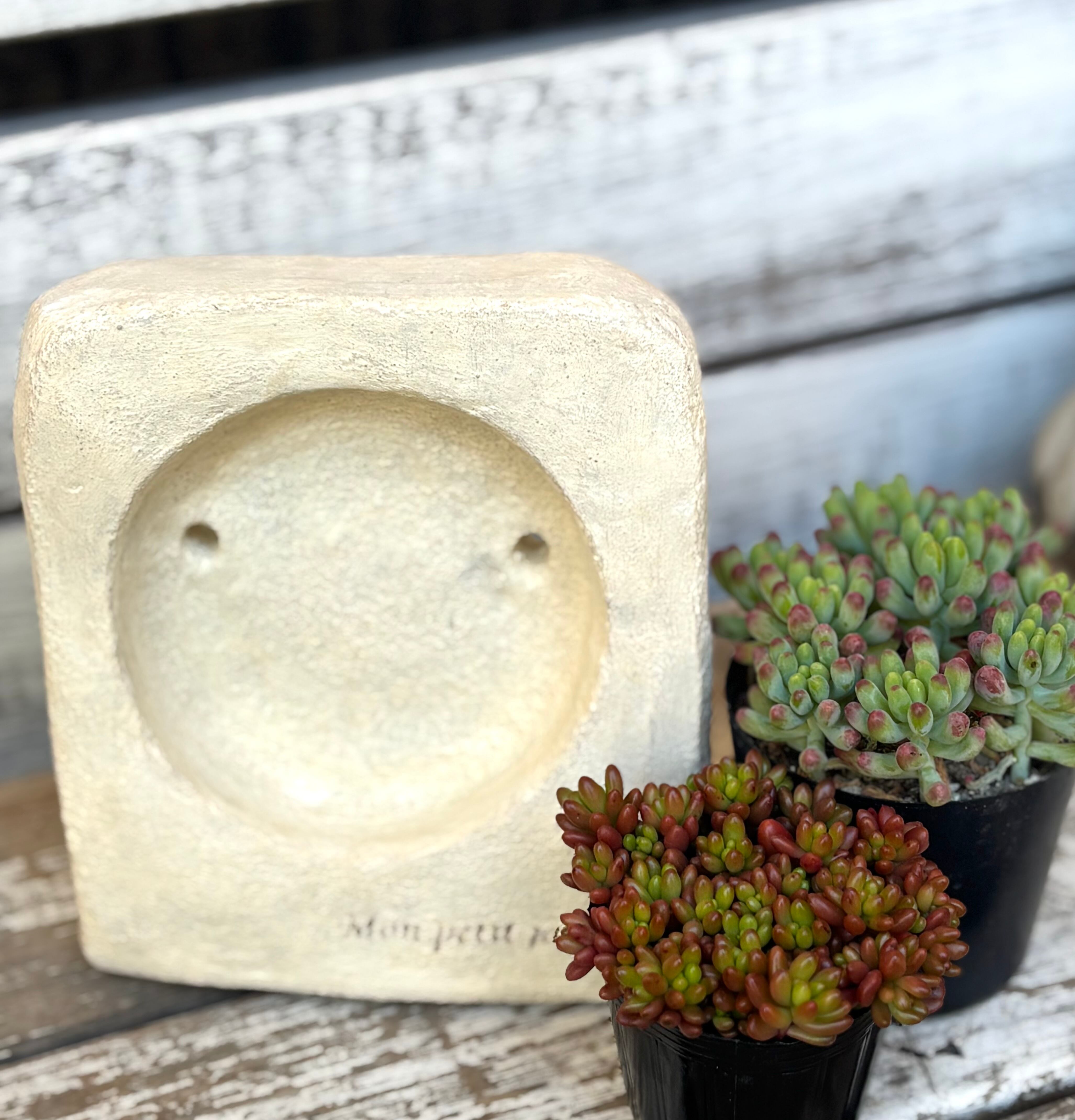 しじみ蝶錦 多肉植物 | aruru