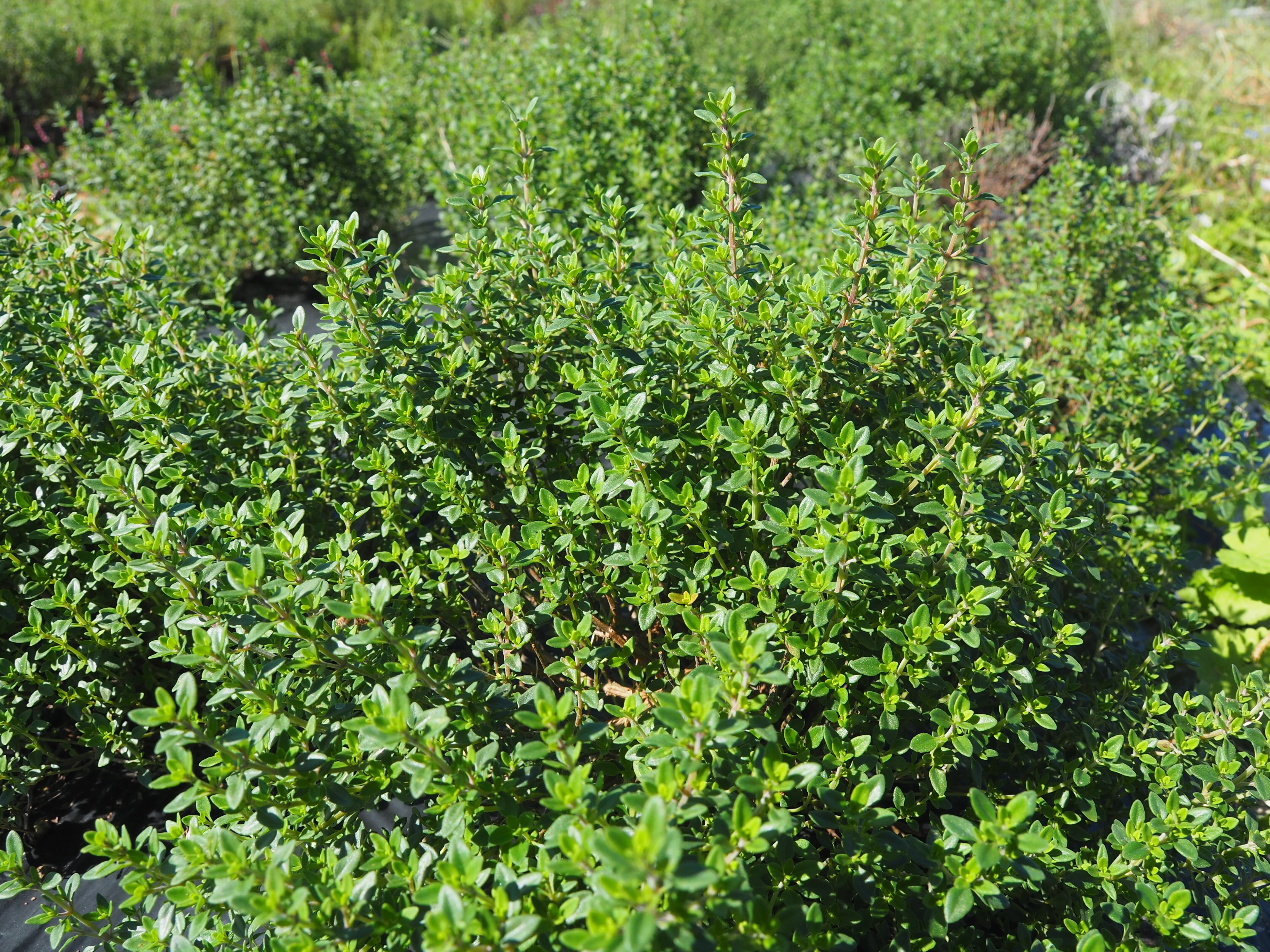 エキナセアブレンド ～ デトックスハーブティー ～ 6g | 西森ファーム