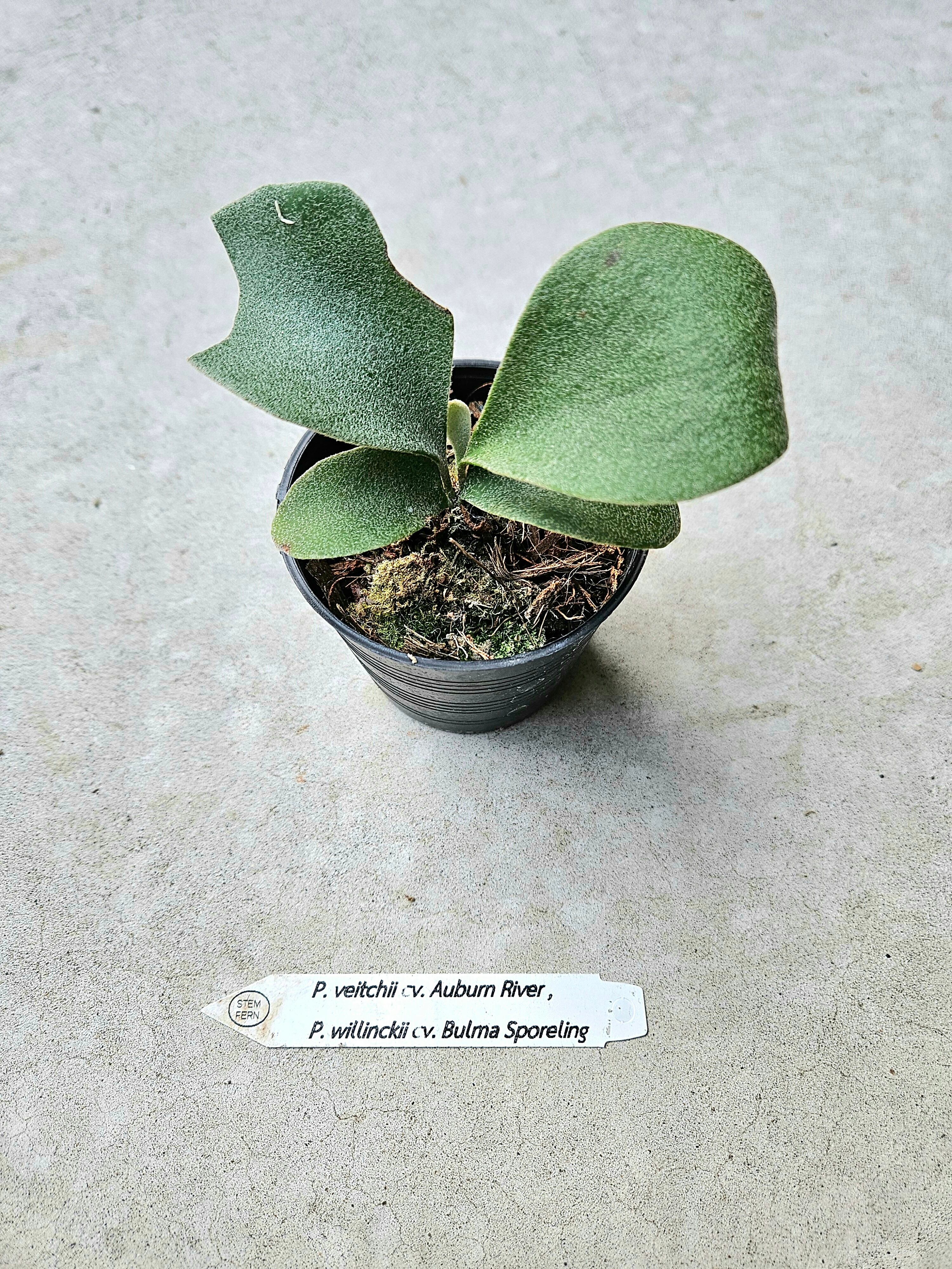 P.veitchii wild sporeling ビカクシダ