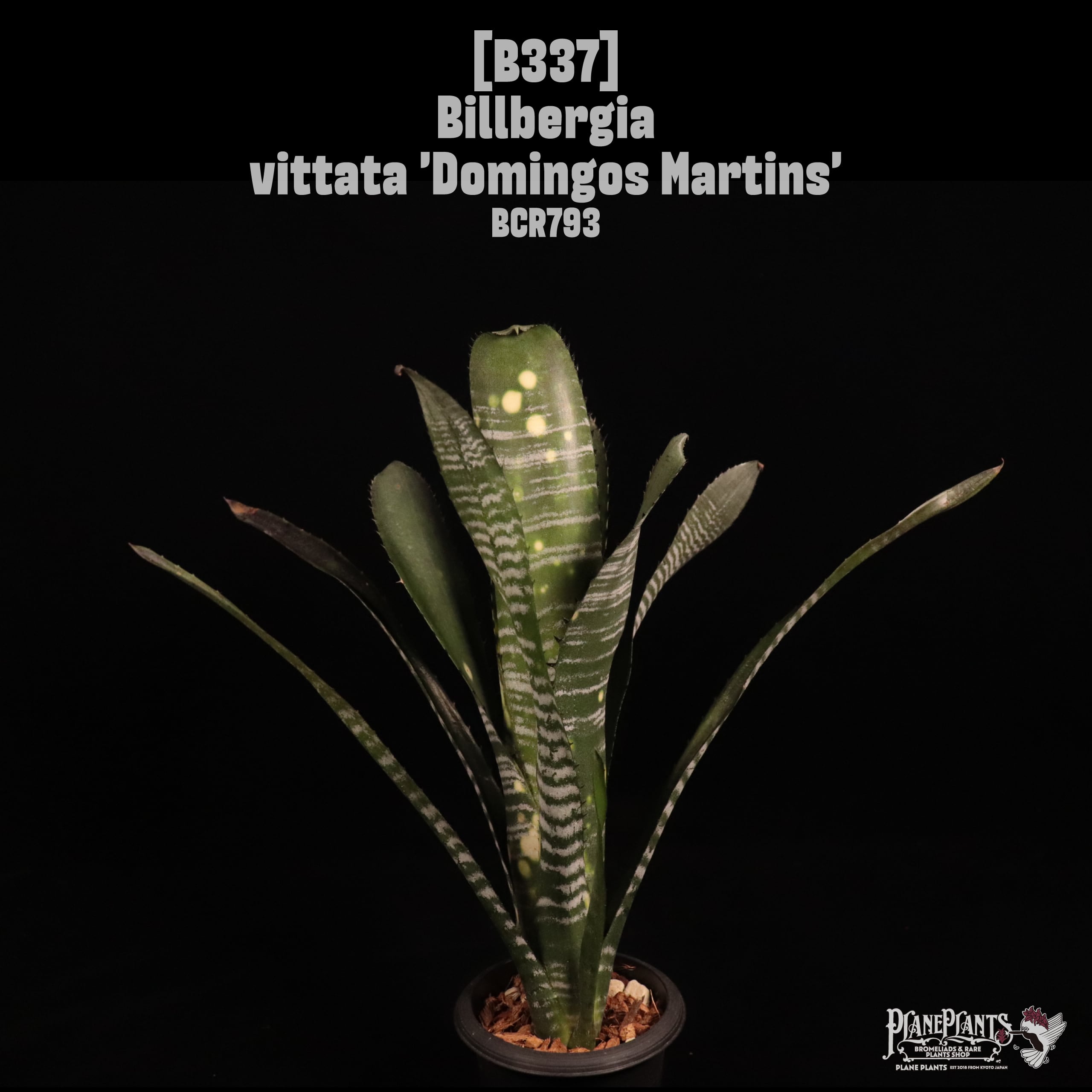 Billbergia vittata 'Domingos Martins'〔ビルベルギア〕B337