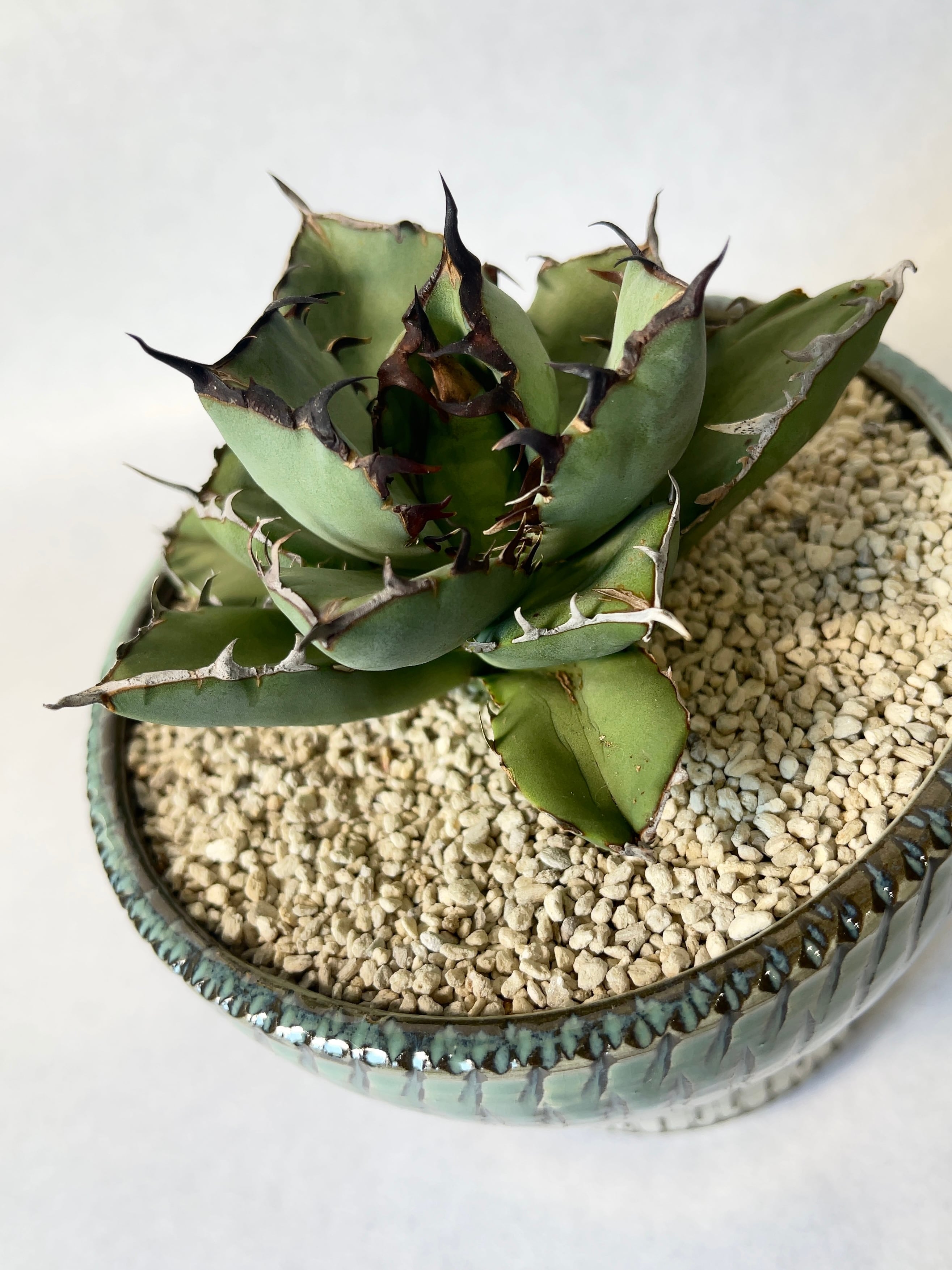 アガベ・黒鯨 | trigger