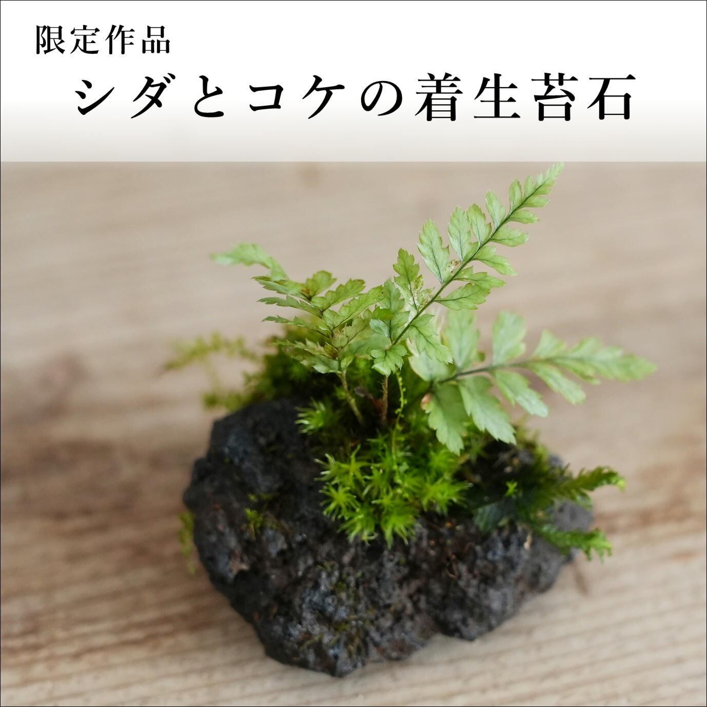 シダとコケの着生苔石 苔テラリウム 現物限定販売 22 10 2シダ 2 苔テラリウム専門ショップ道草 シダとコケの着生苔石 苔テラリウム 現物限定販売 22 10 2シダ 2 苔テラリウム専門ショップ道草