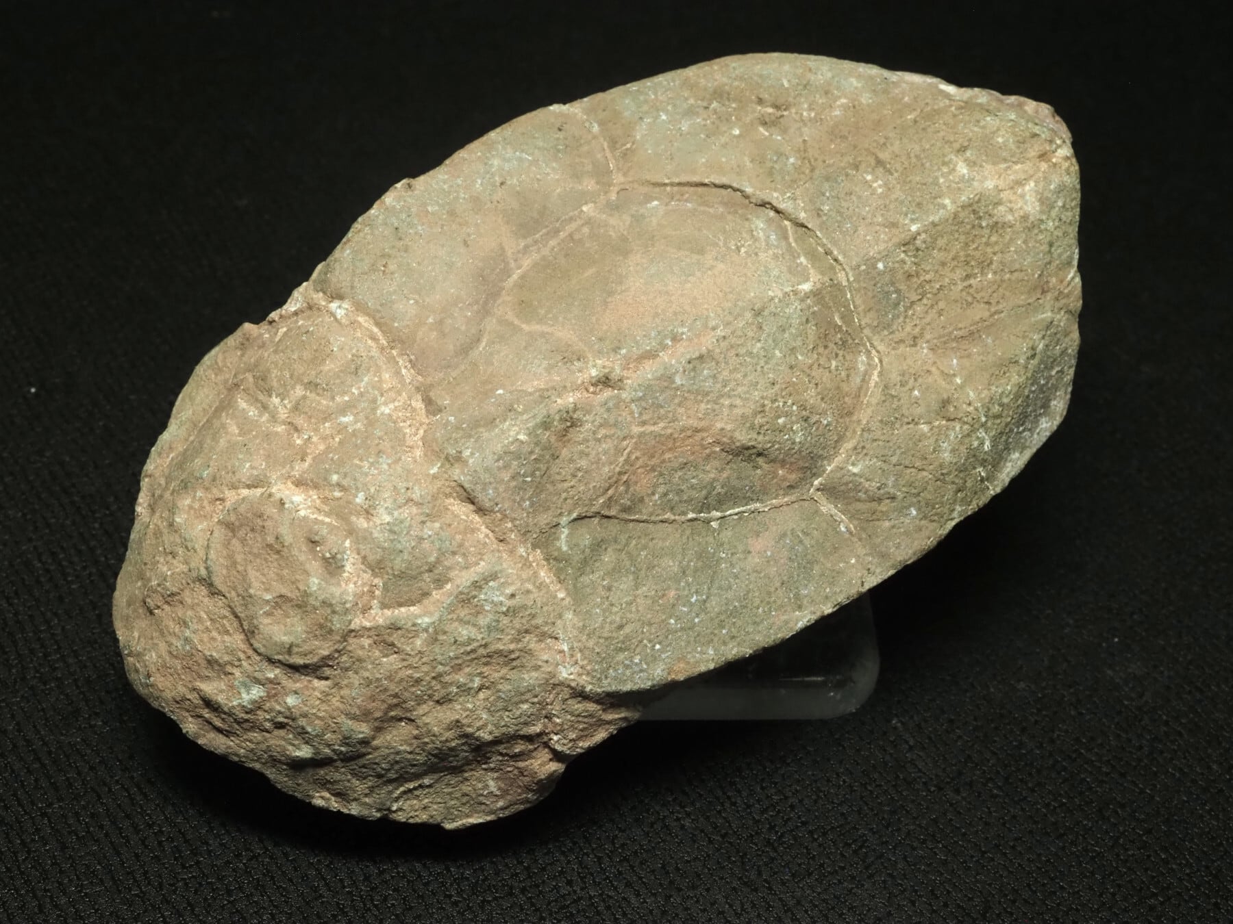 Placoderm / 甲冑魚 | 化石・隕石・鉱物の販売 JURASSIC