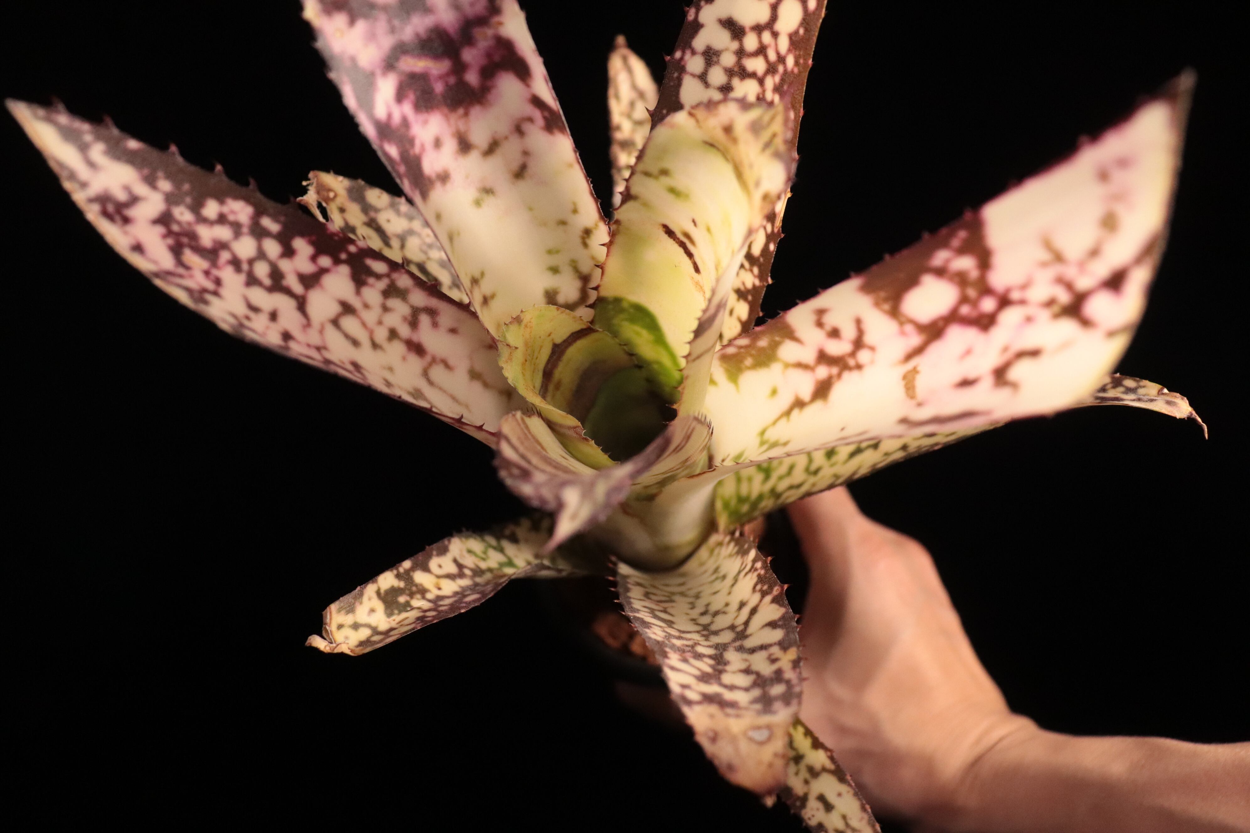 送料無料】Billbergia Birds of the Paradise (Hallelujah x Alaka'i