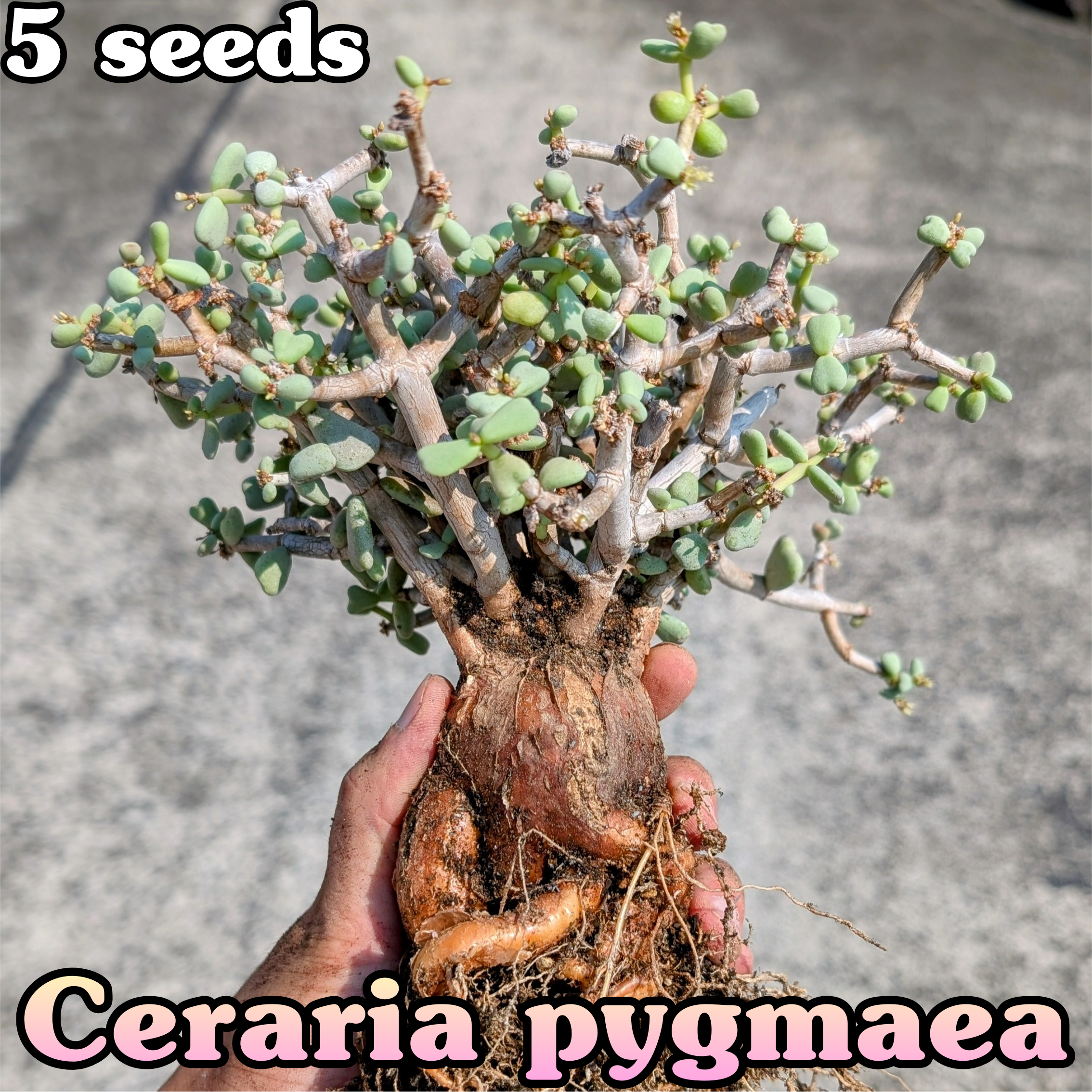 Ceraria 実生 ピグマエア ケラリア pygmaea | pygmaea⁄ケラリア