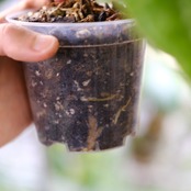 アンスリウム シリ / Anthurium Siri②(A.radicans×A.dressieri)