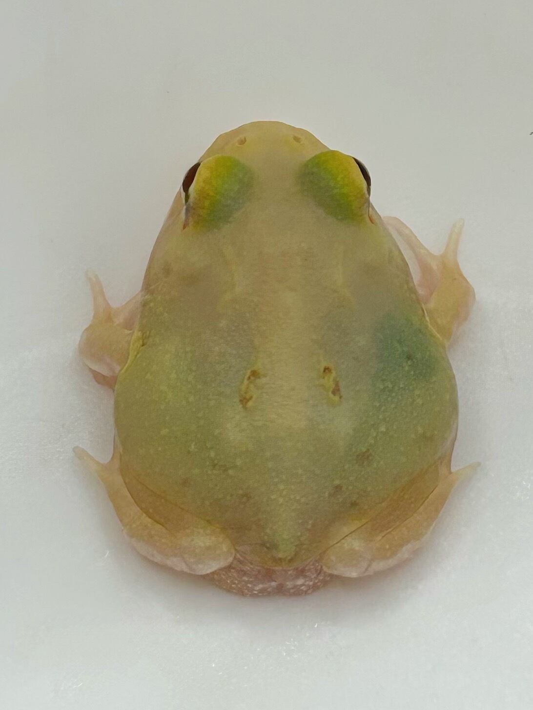 送料無料:クランウェルツノガエル(ピカチュウ)5cm※説明欄必読 クランウェルツノガエル スーパーピカチュウ③ 1匹 | まるころ商店