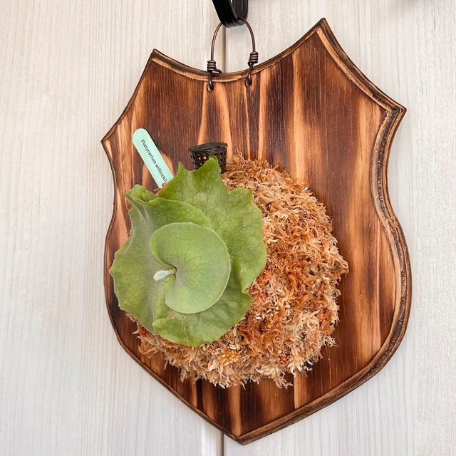 ビカクシダ ウィリンキー 板付 【観葉植物 室内 コウモリラン】