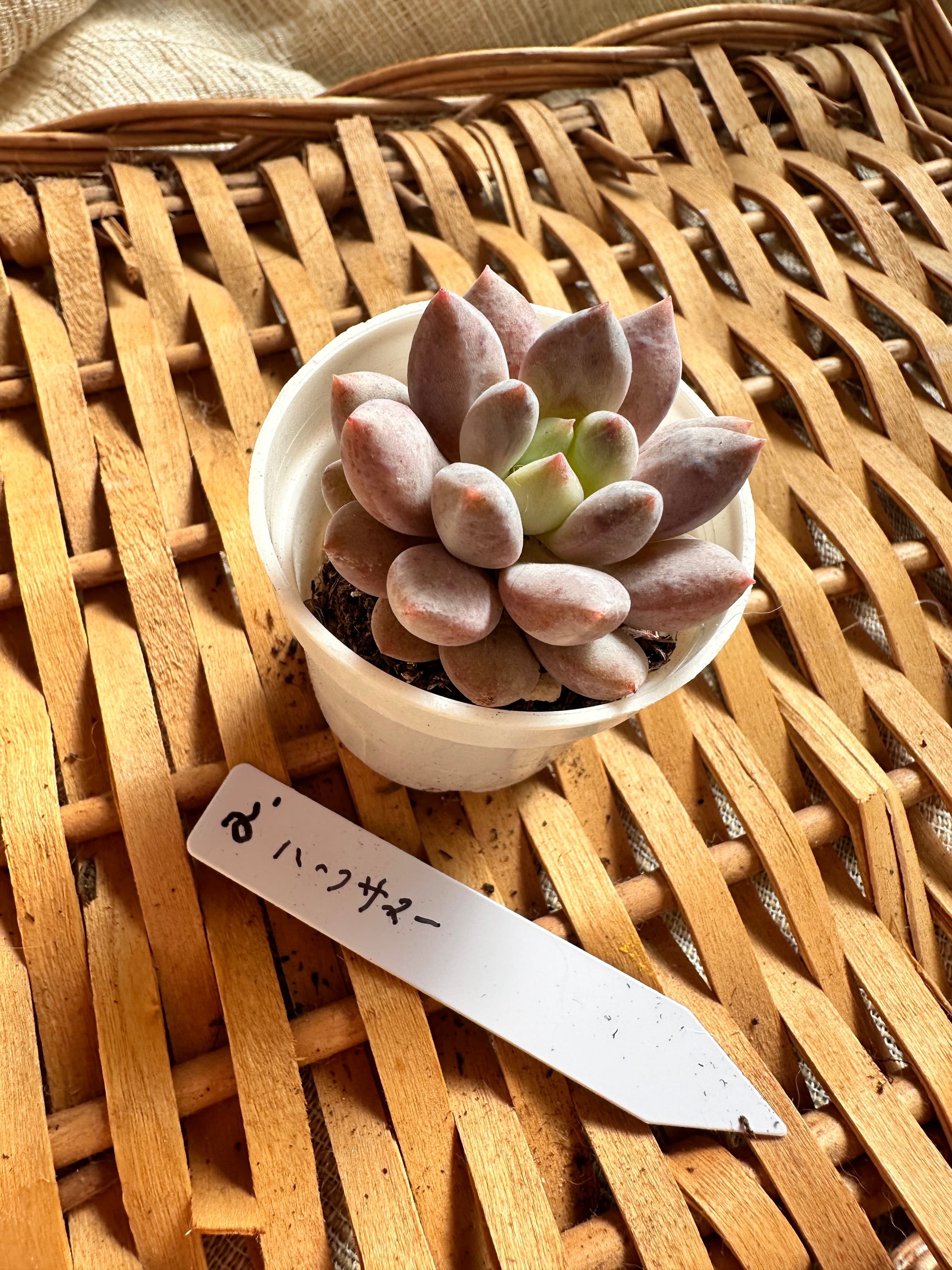 多肉植物 韓国苗 ハーフサマー 発根済み 多肉植物 発根済み 韓国苗