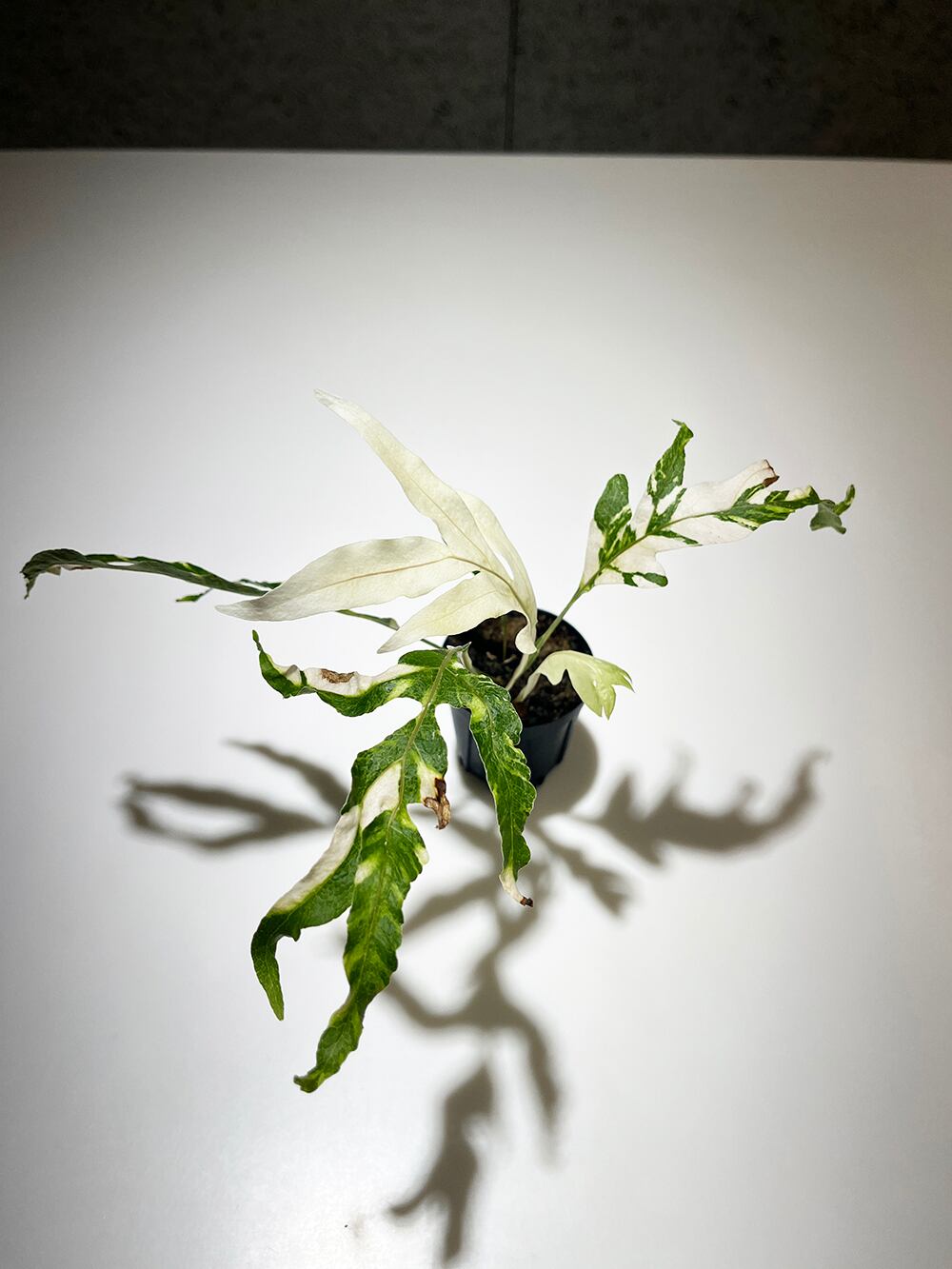 【極上斑】ドリナリア　クエルシフォリア　斑入り① ドリナリア クエルシフォリア 斑入 「Drynaria quercifolia Variega