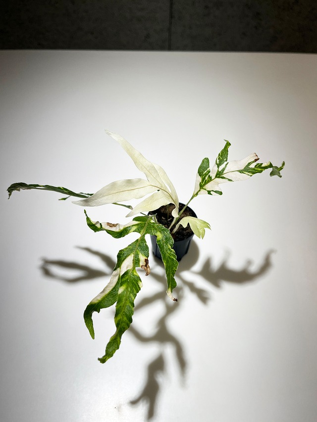 ドリナリア クエルシフォリア 斑入り 【Drynaria quercifolia Variegated】