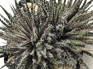 アロエ ハオルチオイデス