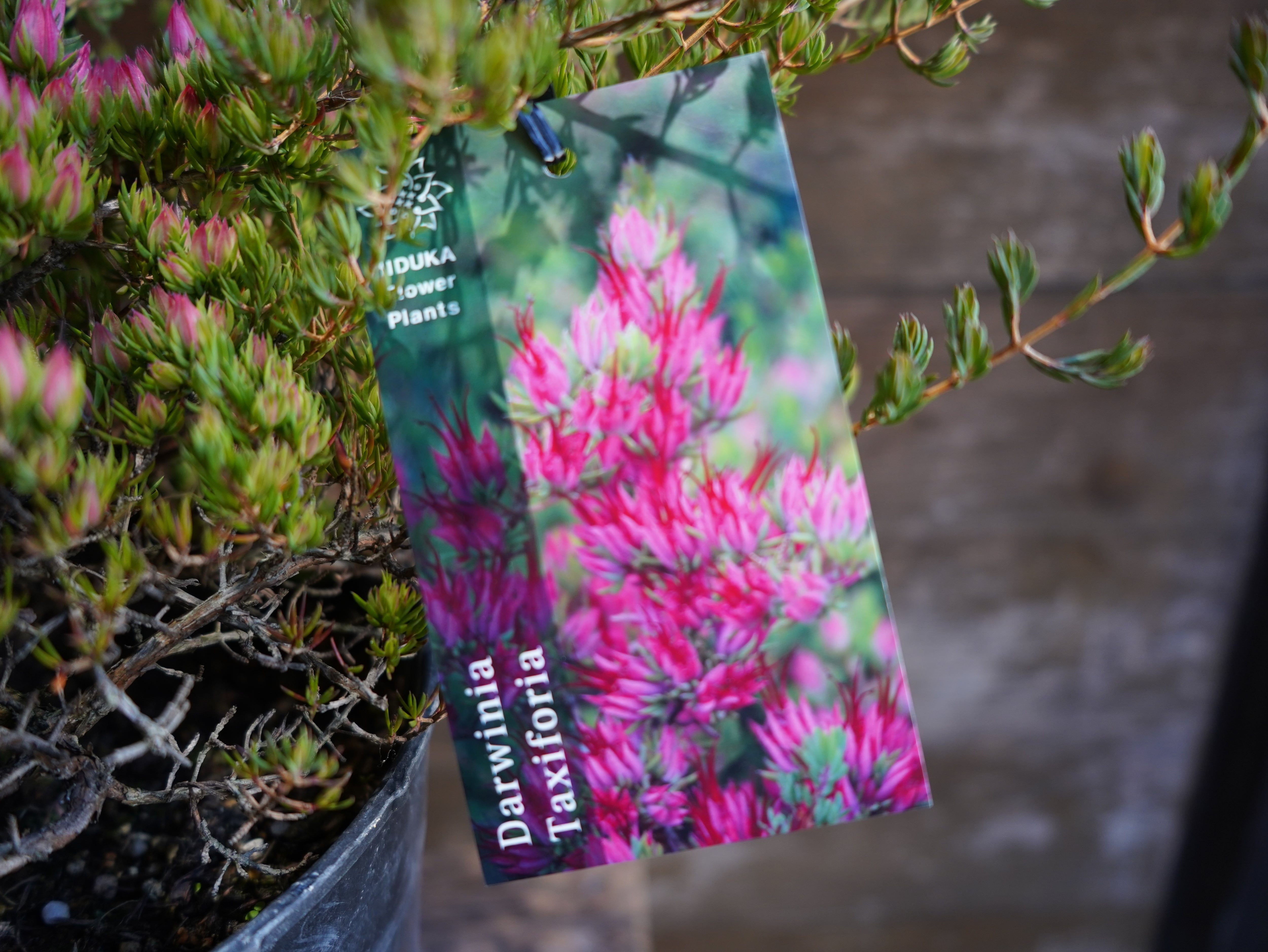 【現物】ダーウィニア "タクシフォリア"