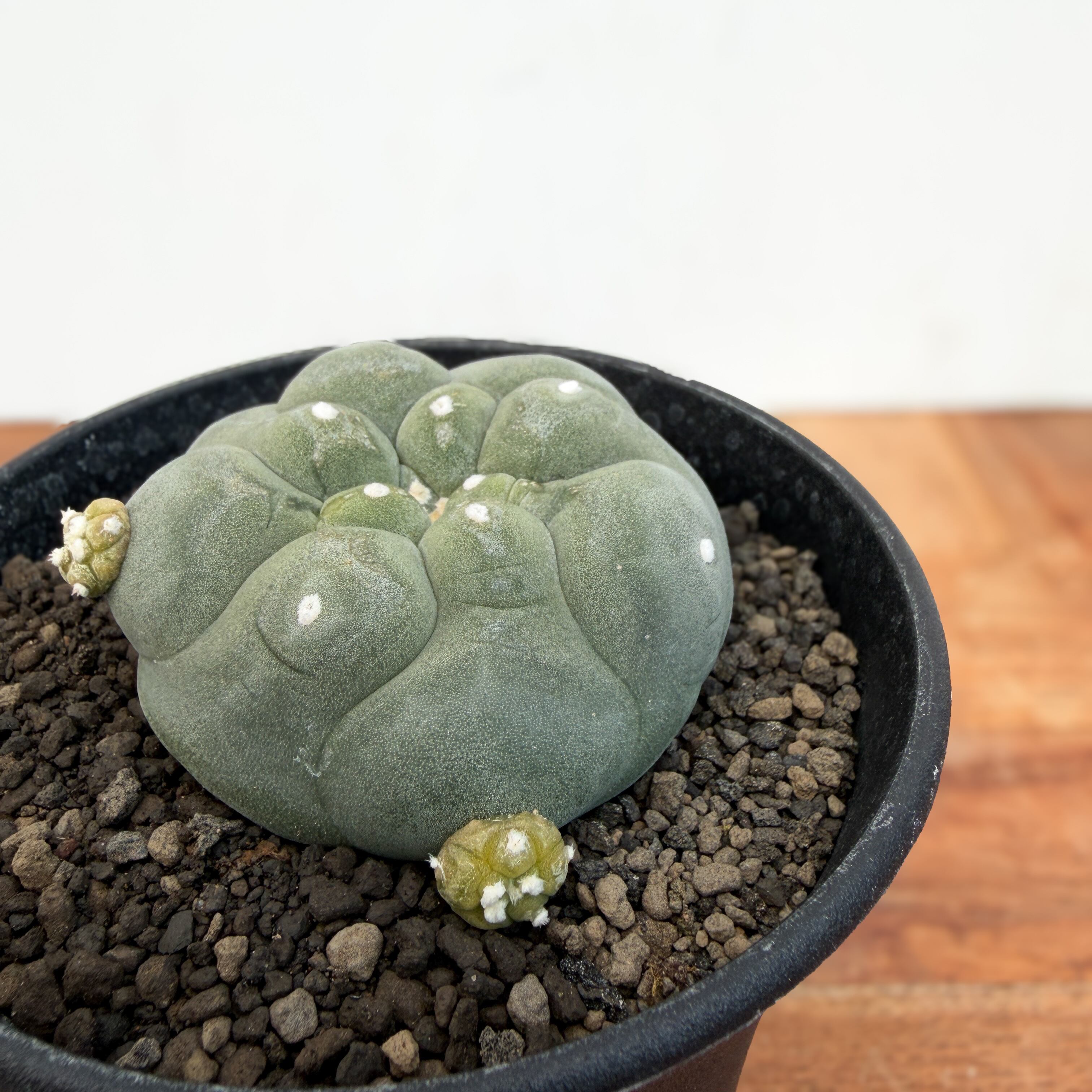 Lophophora diffusa 【ロフォフォラ・黒肌翠冠玉】 | RIMO'S GREEN