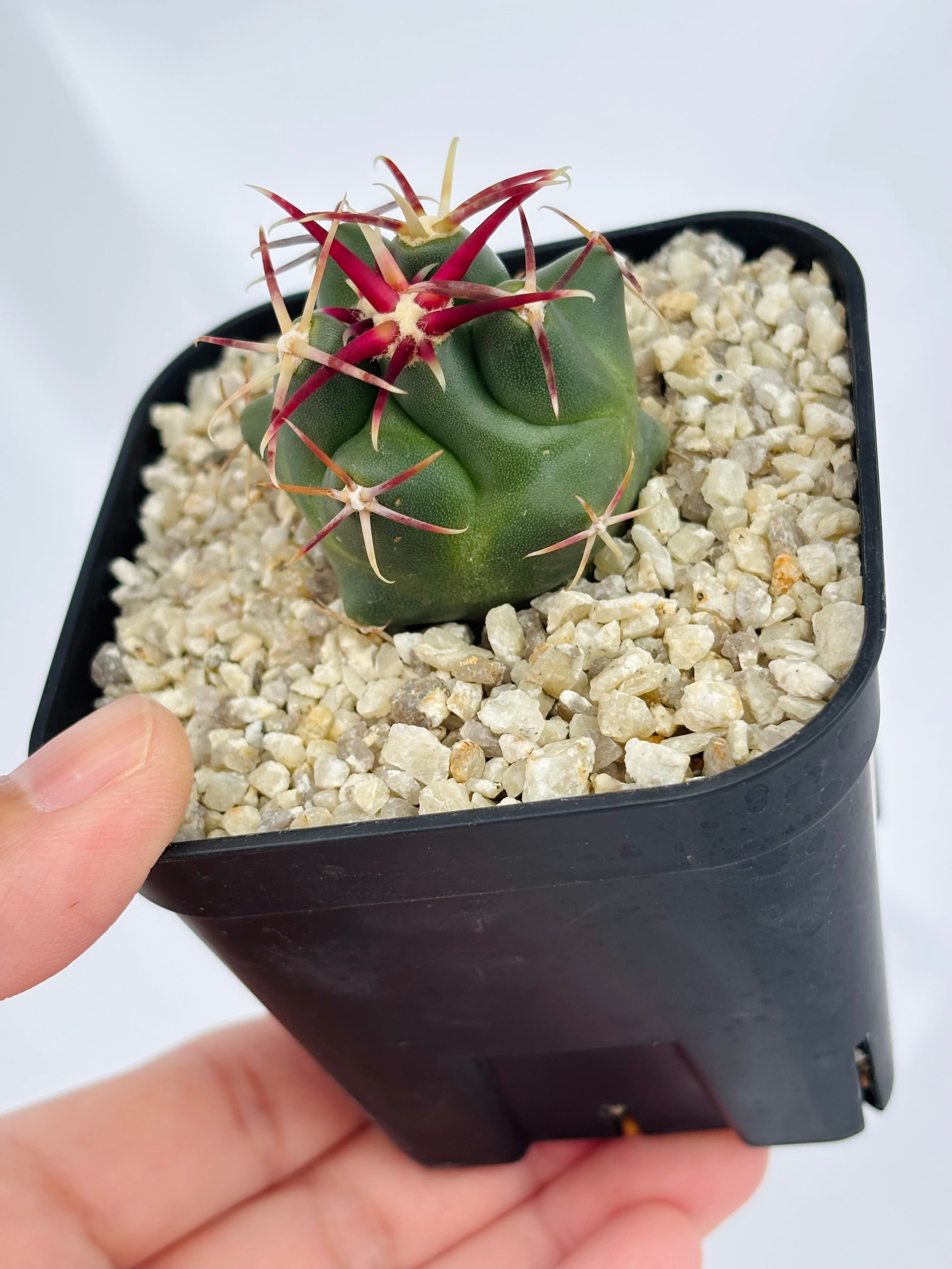Theiocactus heteromus テロカクタス 紅鷹 サボテン | plants MARU
