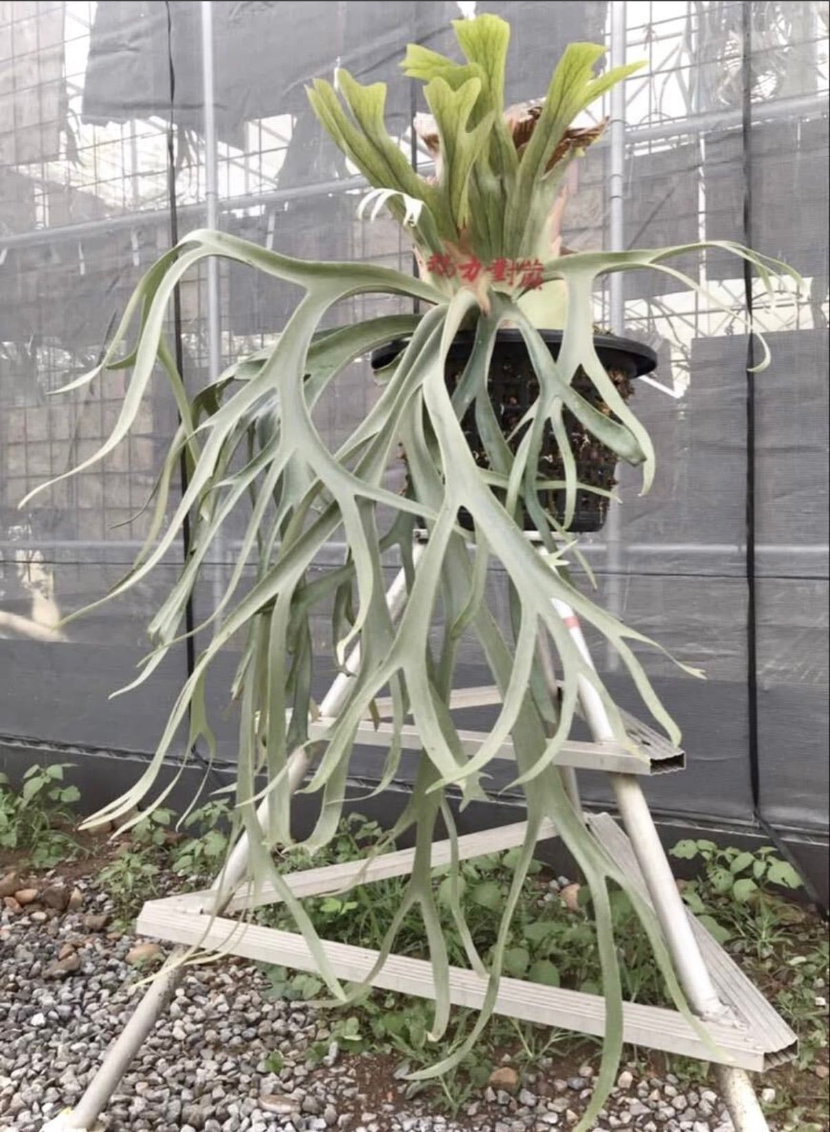 vandaka plants