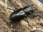 【WD】《ラサミヤマ(チョウセンミヤマ亜種lhasaensis) ♀単》