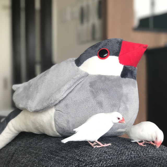 （新サイトで再販！）抱き文鳥ぬいぐるみ 白文鳥