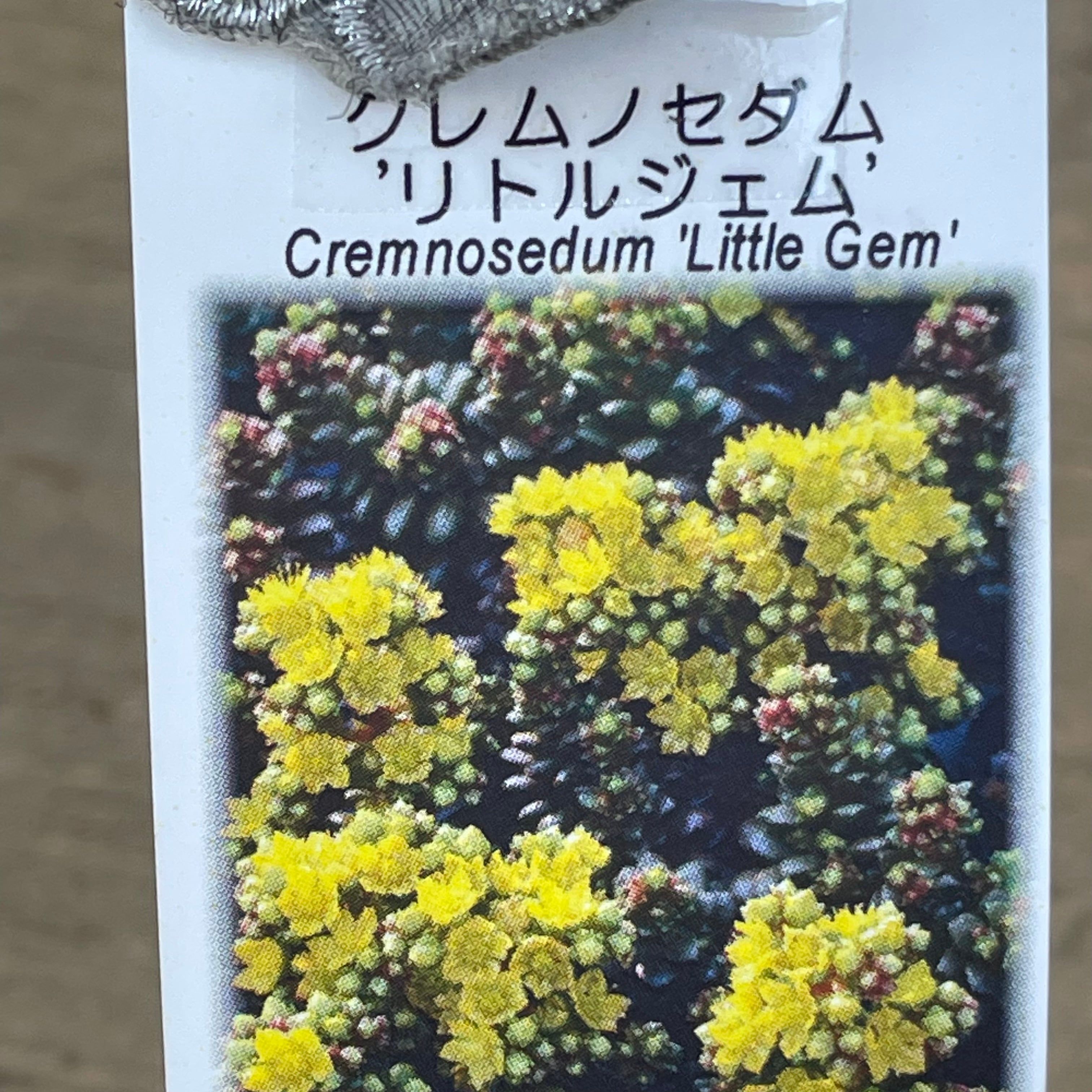 リトルジェム | RuPo 多肉植物専門店