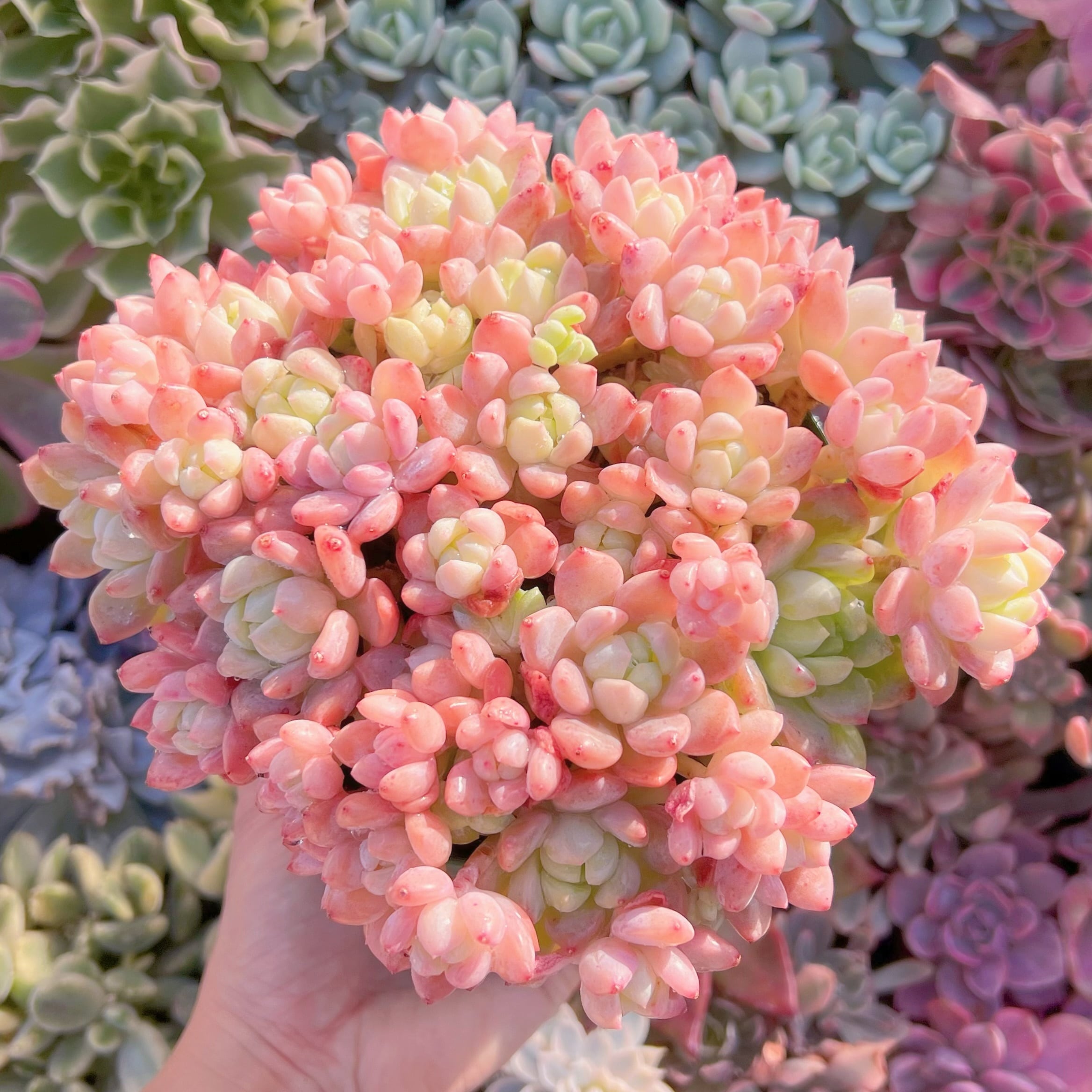 現品　プロリフェラxラウル#634   特特大群生18cm　るる農園