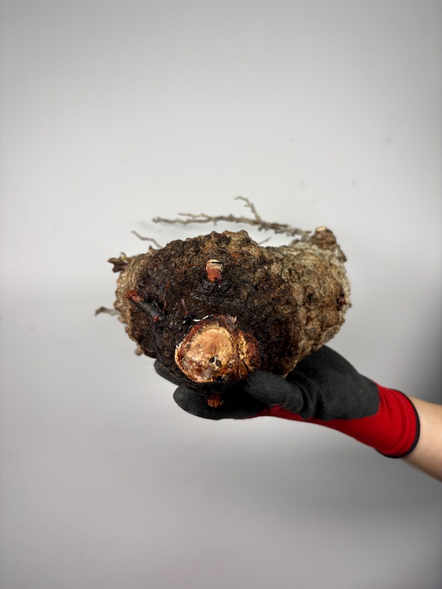 F163 現地発根株 オペルクリカリア パキプス 6/15 入荷 Operculicarya pachypus 塊根植物 現地球