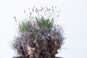 【新着】Tylecodon reticulatus 万物想【大きめアフロな冬型塊根植物】チレコドン レティキュラーツス