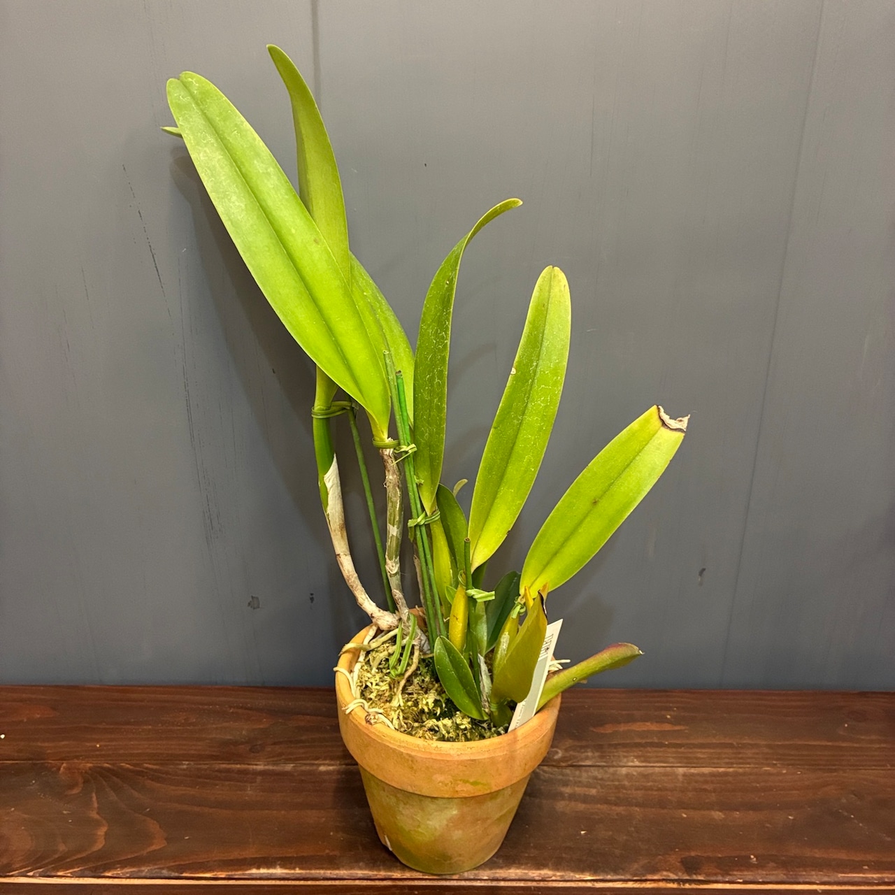 洋ラン　カトレア　C.trianae cemi alba('Neubauer'x'Caliman')【259】