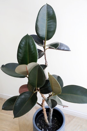 【L】フィカス バーガンディー/Ficus Altissima
