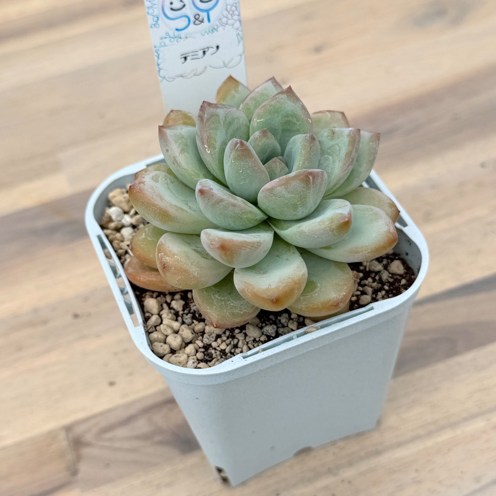 ★ゆうパック発送★多肉植物 韓国苗 エケベリア ＊33品種41苗の特別セット＊ 高砂の翁】韓国輸入苗 多肉植物エケベリア 第四種送料込み | 多肉植物