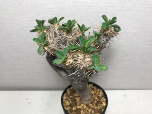 ユーフォルビア ギラウミニアナ