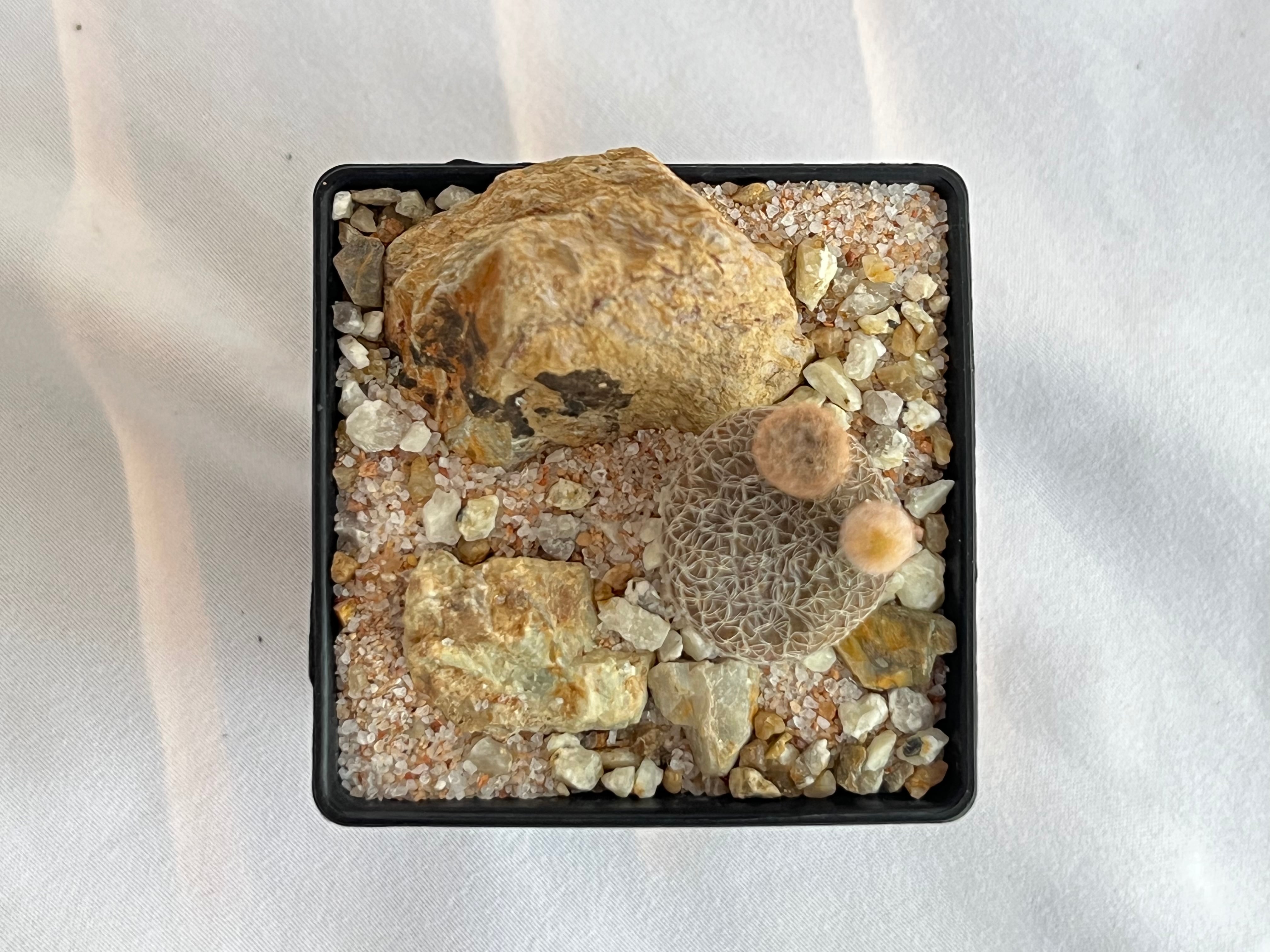 Puna clavarioides クラバリオイデス 茸団扇 白鶏冠 サボテン | plants