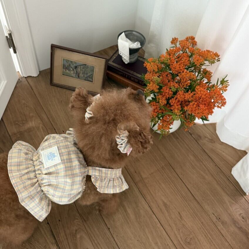 DOG WEAR | LUANA DOG
