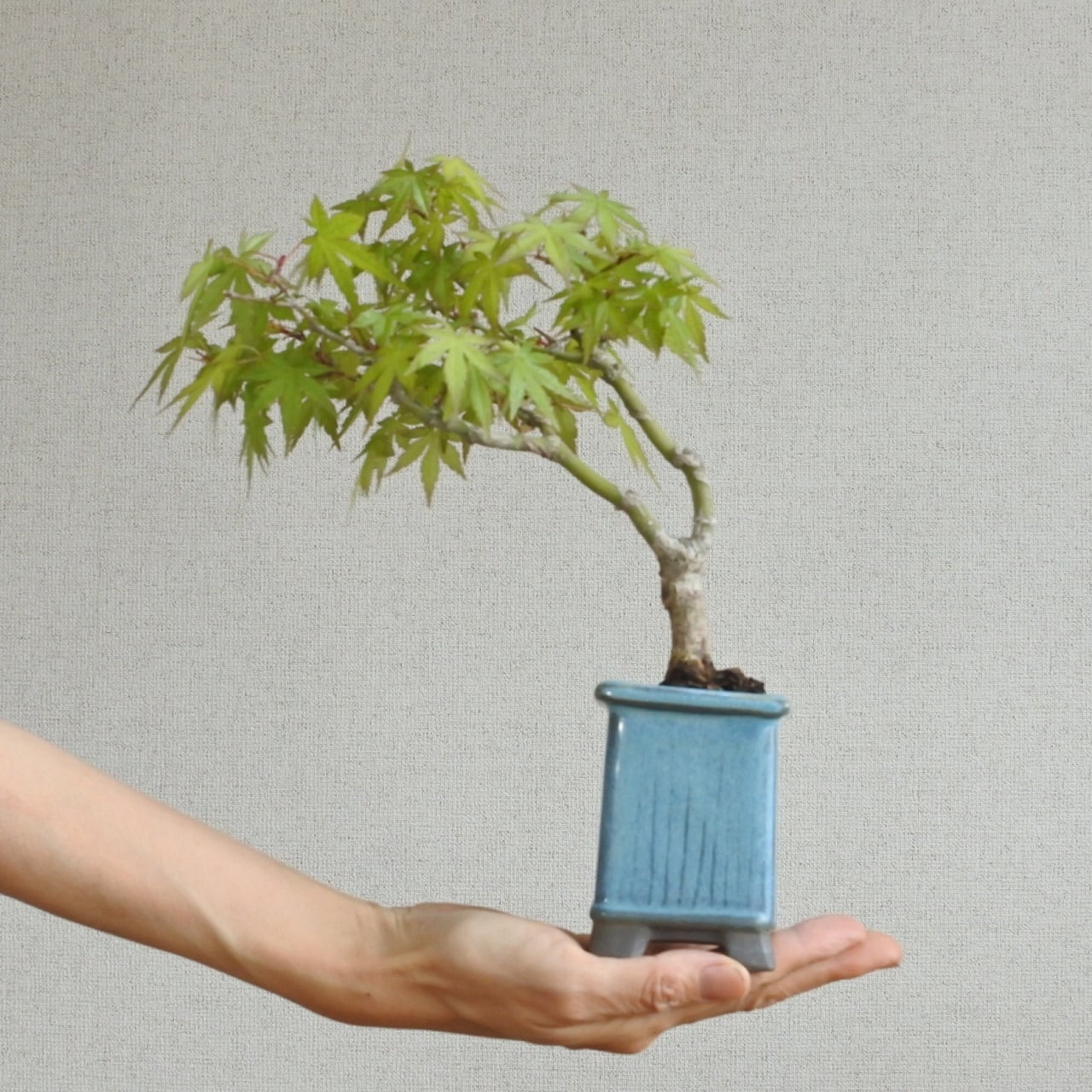 雑木盆栽】モミジ <M1> | BONSAI 鉄と山 | Garden Times