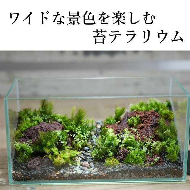 【景色を楽しむ苔テラリウム】ワイドな景色の苔テラリウム＜選べる2種類＞◆プレゼントにおすすめ