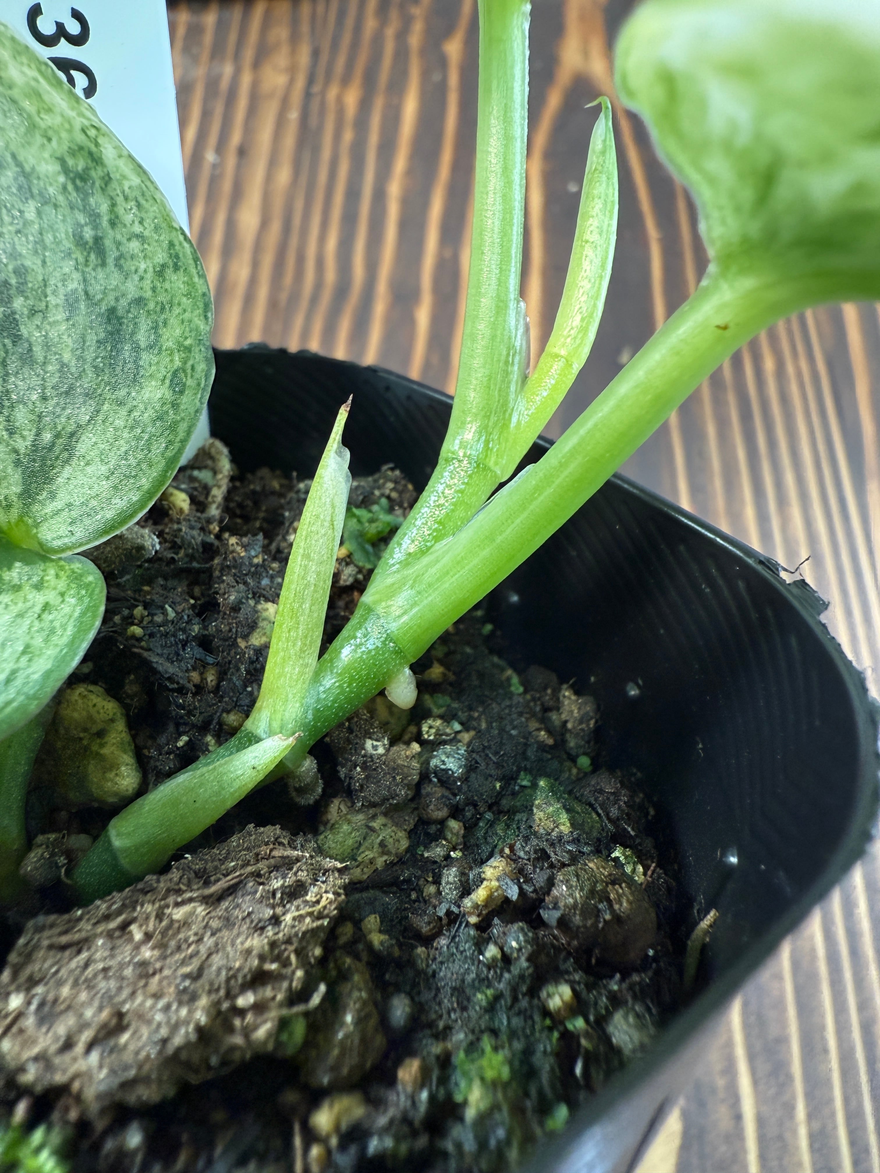 ☆1936【輝くホログラム】スキンダプサス エキゾチカ ホログラム(3.5号