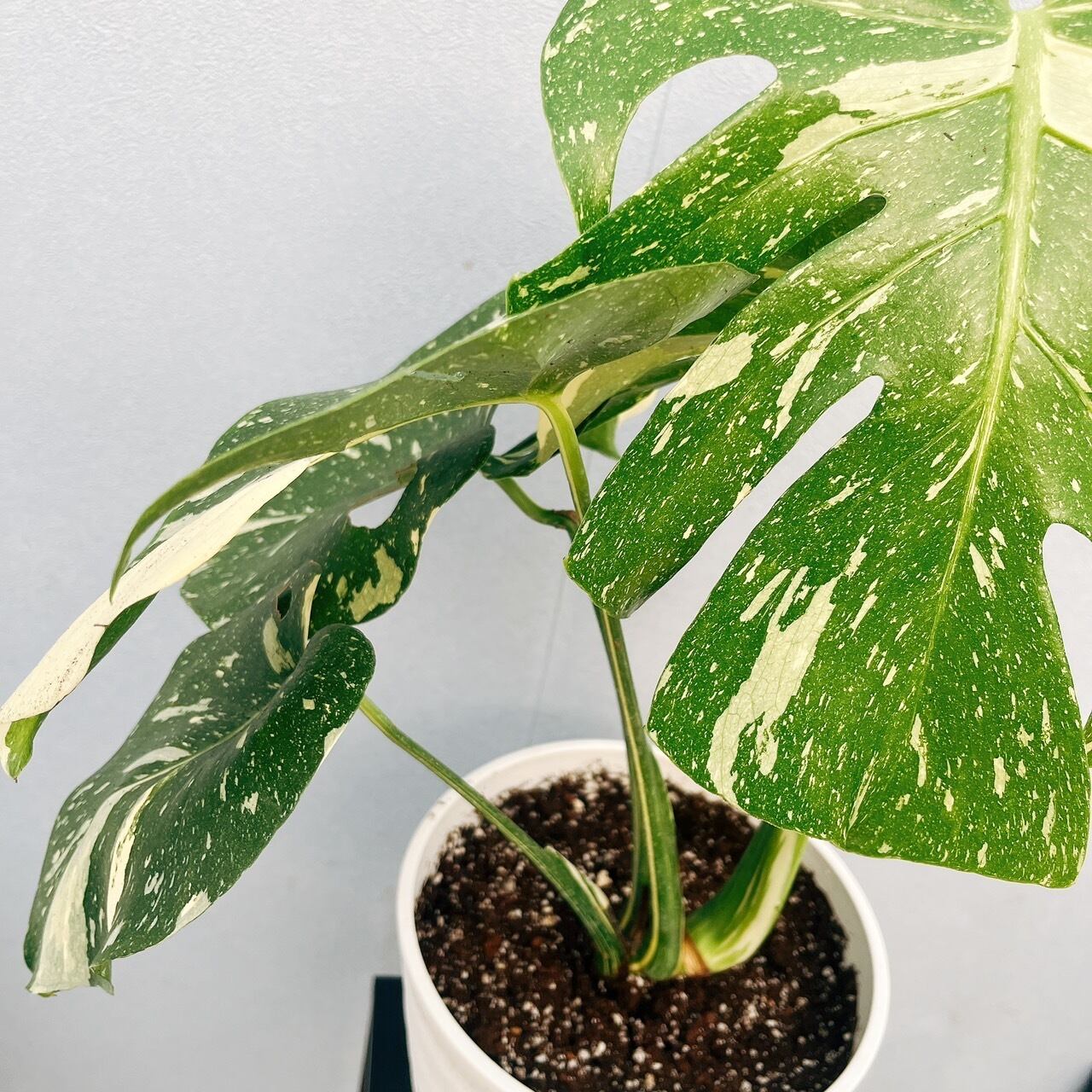 【激レア】モンステラ デリシオーサ 特大 約150cm 観葉植物【自社配送】 在庫］【希少】モンステラ デリシオーサ 斑入り 観葉植物 レア 室内