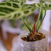 アンスリウム ドラヤキ × シルバーブラッシュ / Anthurium Dorayaki × A. Silver brush⑲/観葉植物
