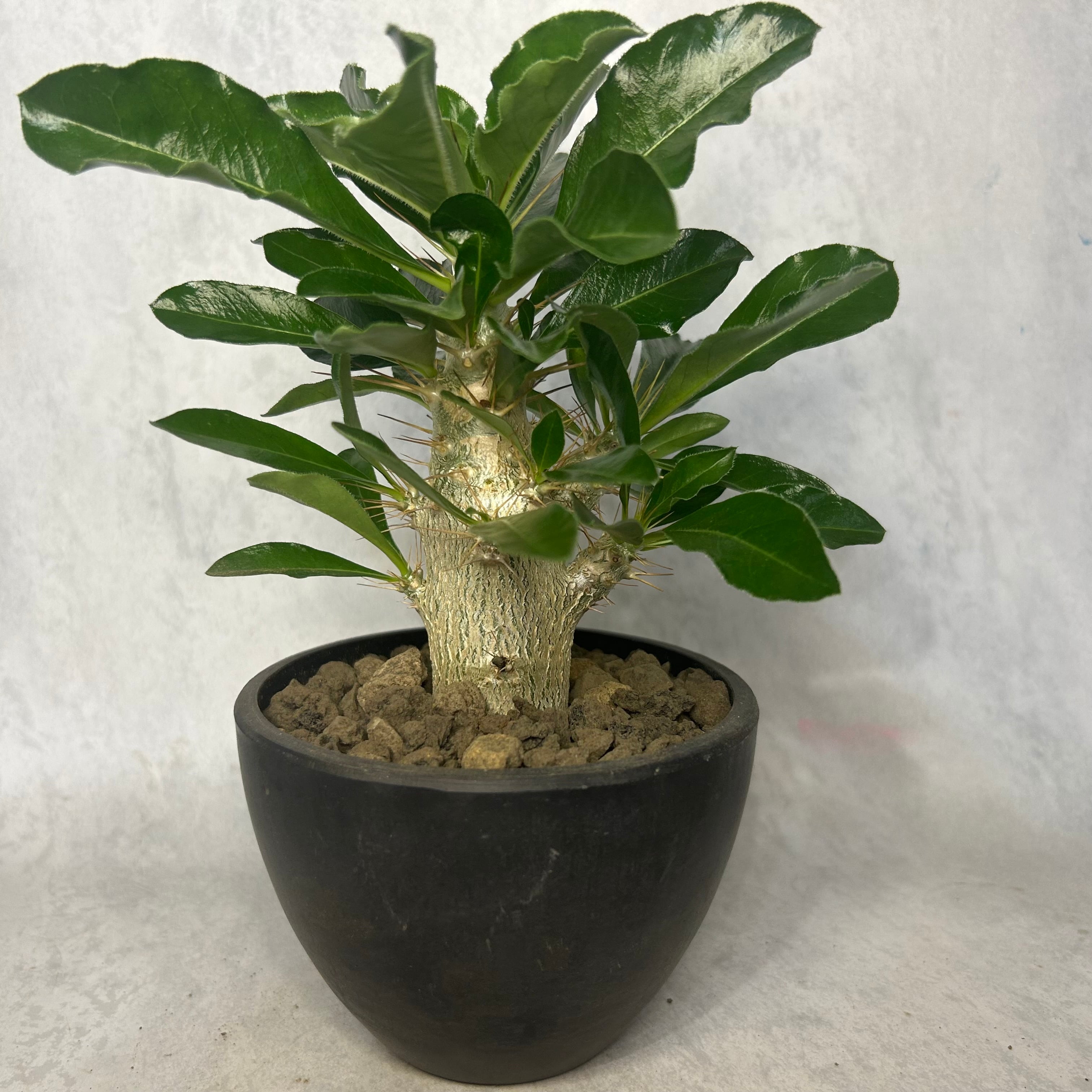 アデニア グラウカ 塊根植物 コーデックス (鉢ごと発送) アデニア グラウカ 塊根植物 コーデックス 13601 | PAY ID