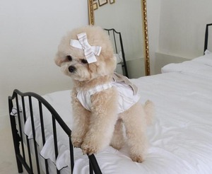 即納【ruanddam】ストライプリボンバルーントップ ベージュ