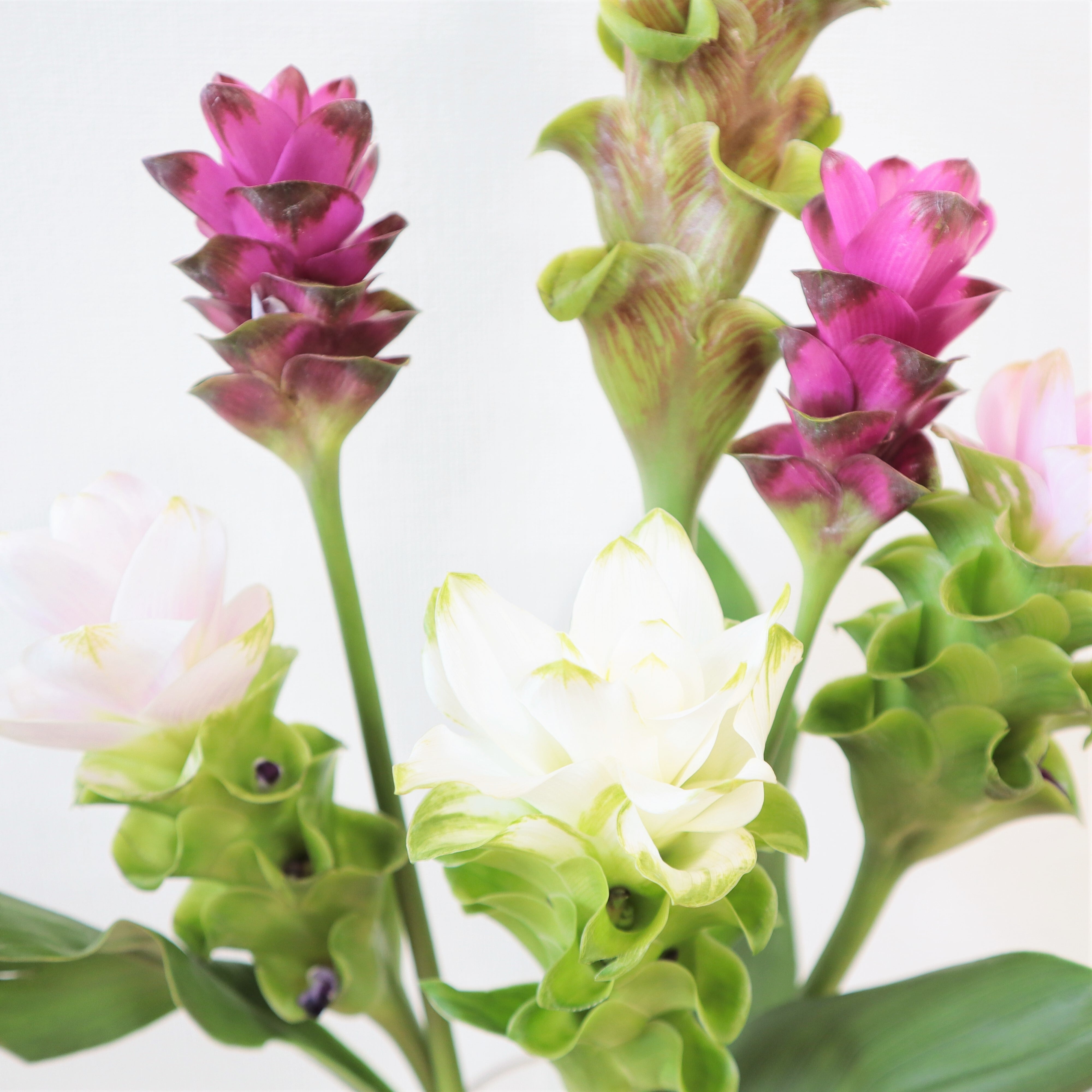 花農家直送！！クルクマ12本❀ クルクマ | 新鮮お花問屋 Jp-Farmers.com