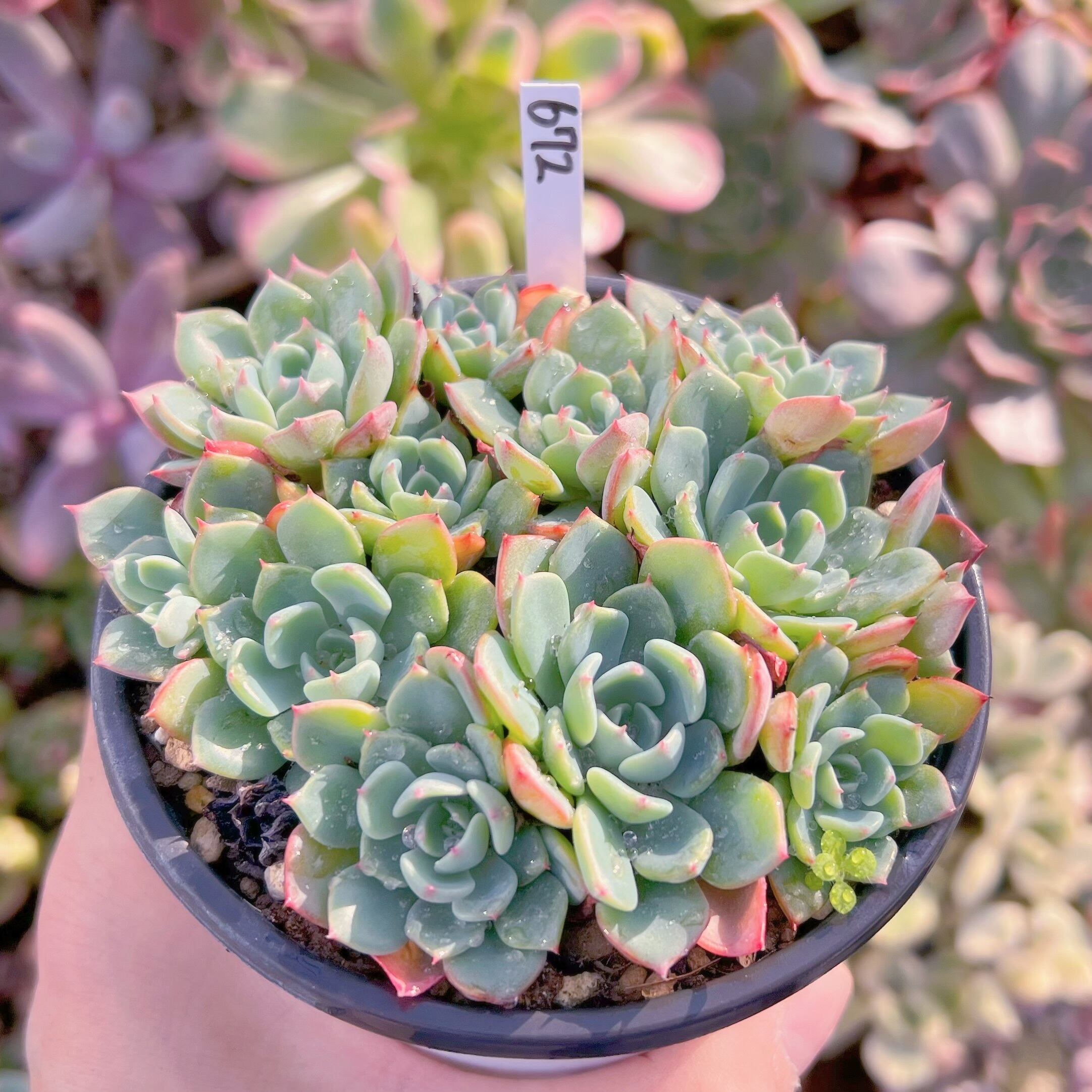 現品 七福美尼#737 古株 るる農園 | るる農園~多肉植物専門