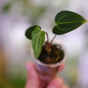 Anthurium Carlablackiae / アンスリウム カーラブラッキー⑯│観葉植物