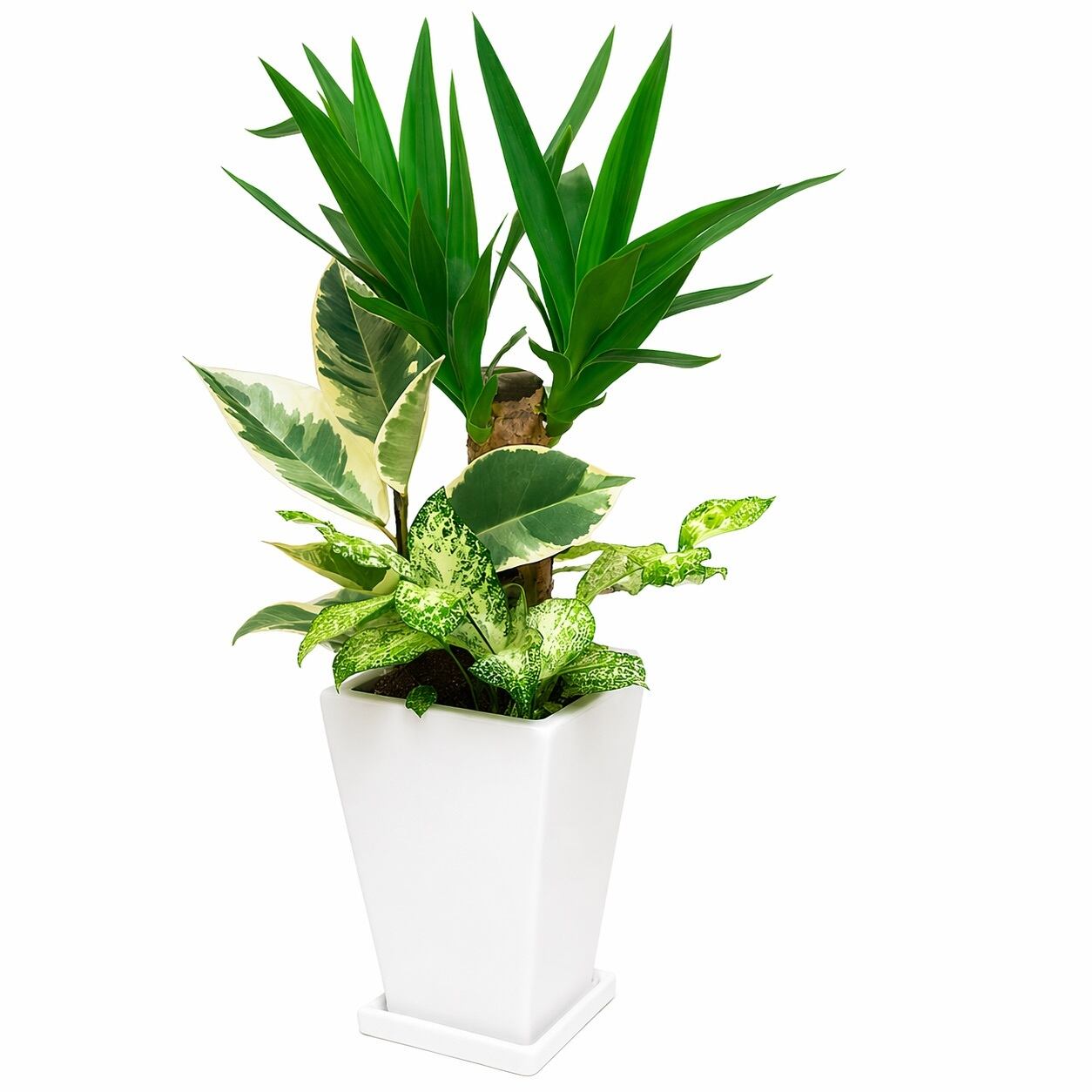 開店祝いの贈り物(観葉植物の寄植え 6号 陶器鉢)