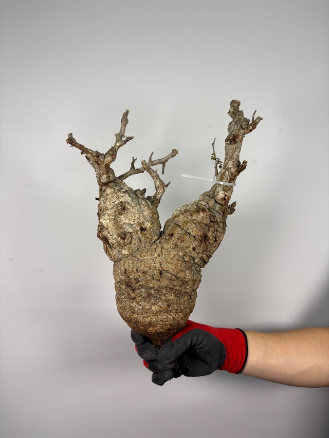 F158 現地発根株 オペルクリカリア パキプス 6/15 入荷 Operculicarya pachypus 塊根植物 現地球