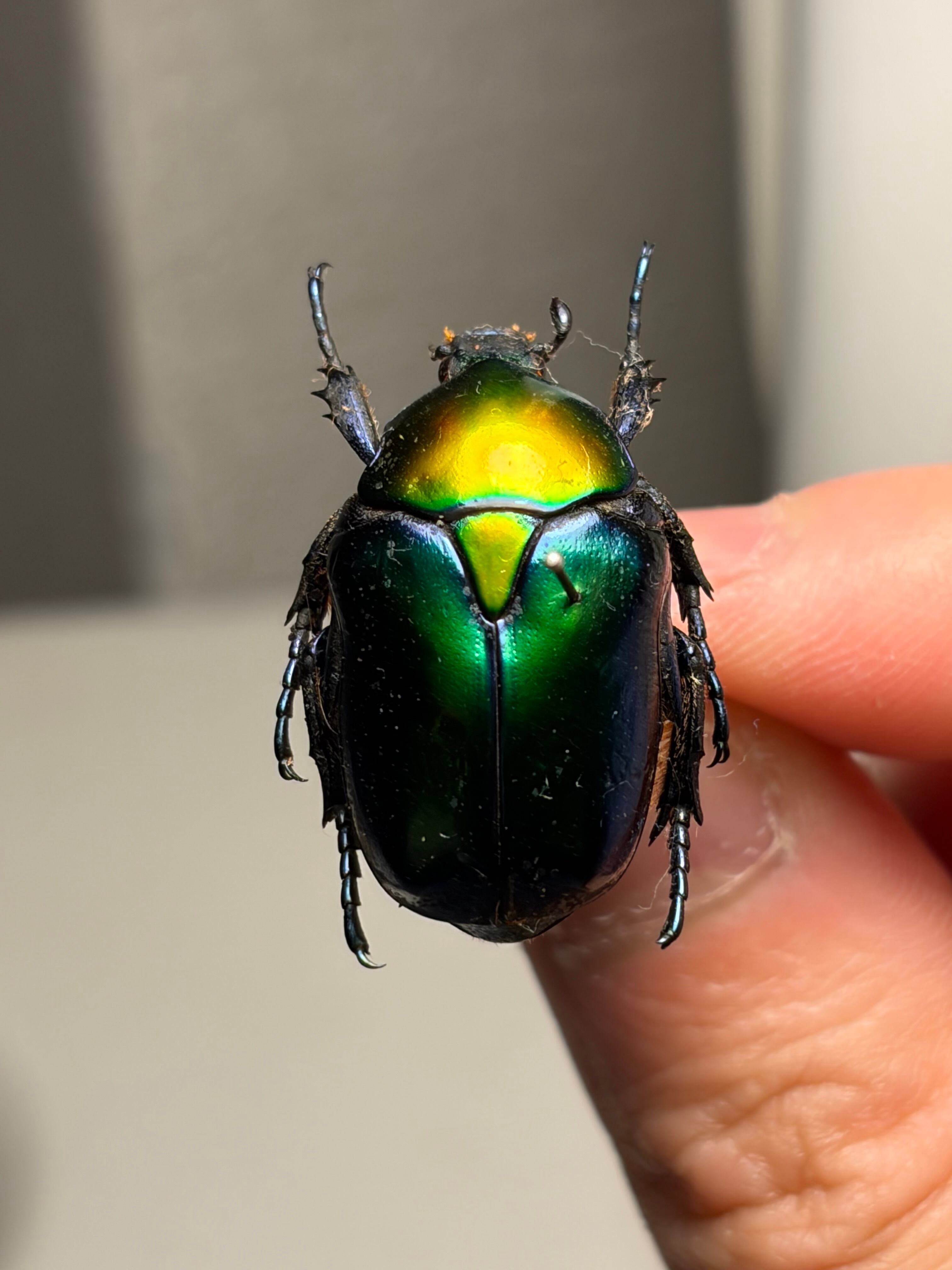 【27mm】Protaetia speciosa コガネムシ 標本 メノコブイブ 27mm♀】Protaetia speciosa コガネムシ 標本 メノコブイブイプラチナ